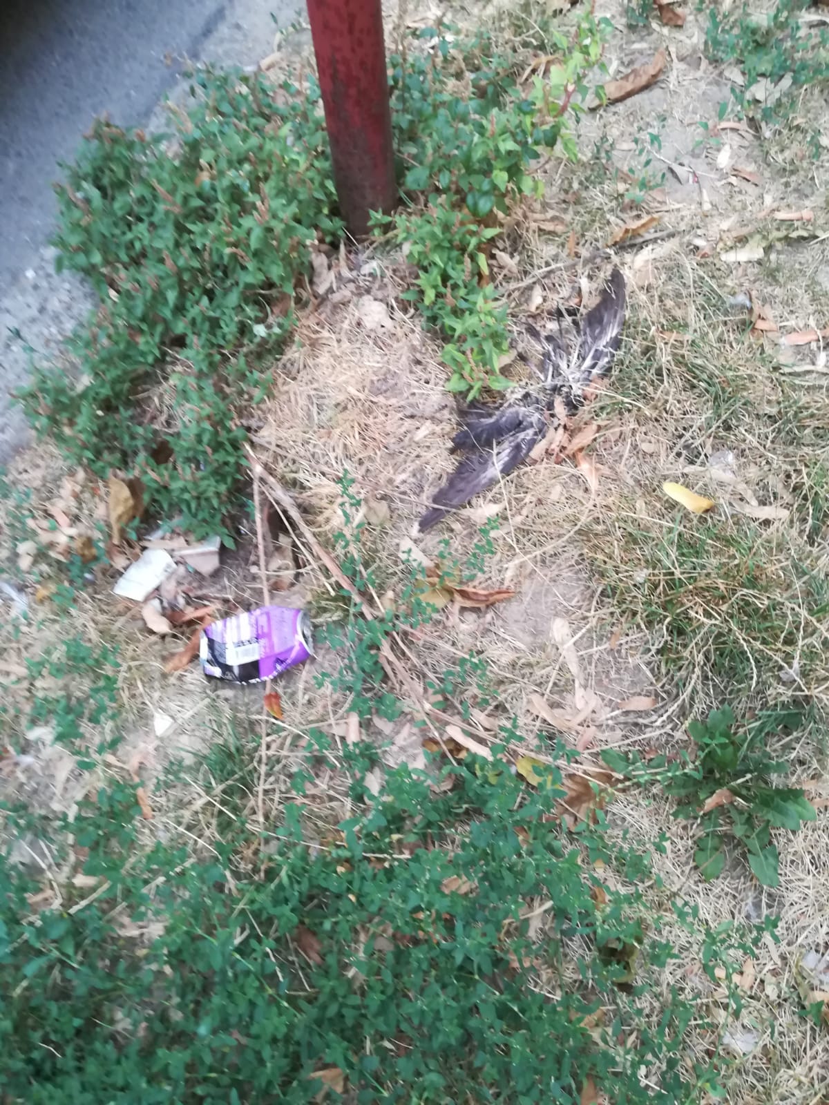 curatenie lipsa jeg mizerie calea sagului 14