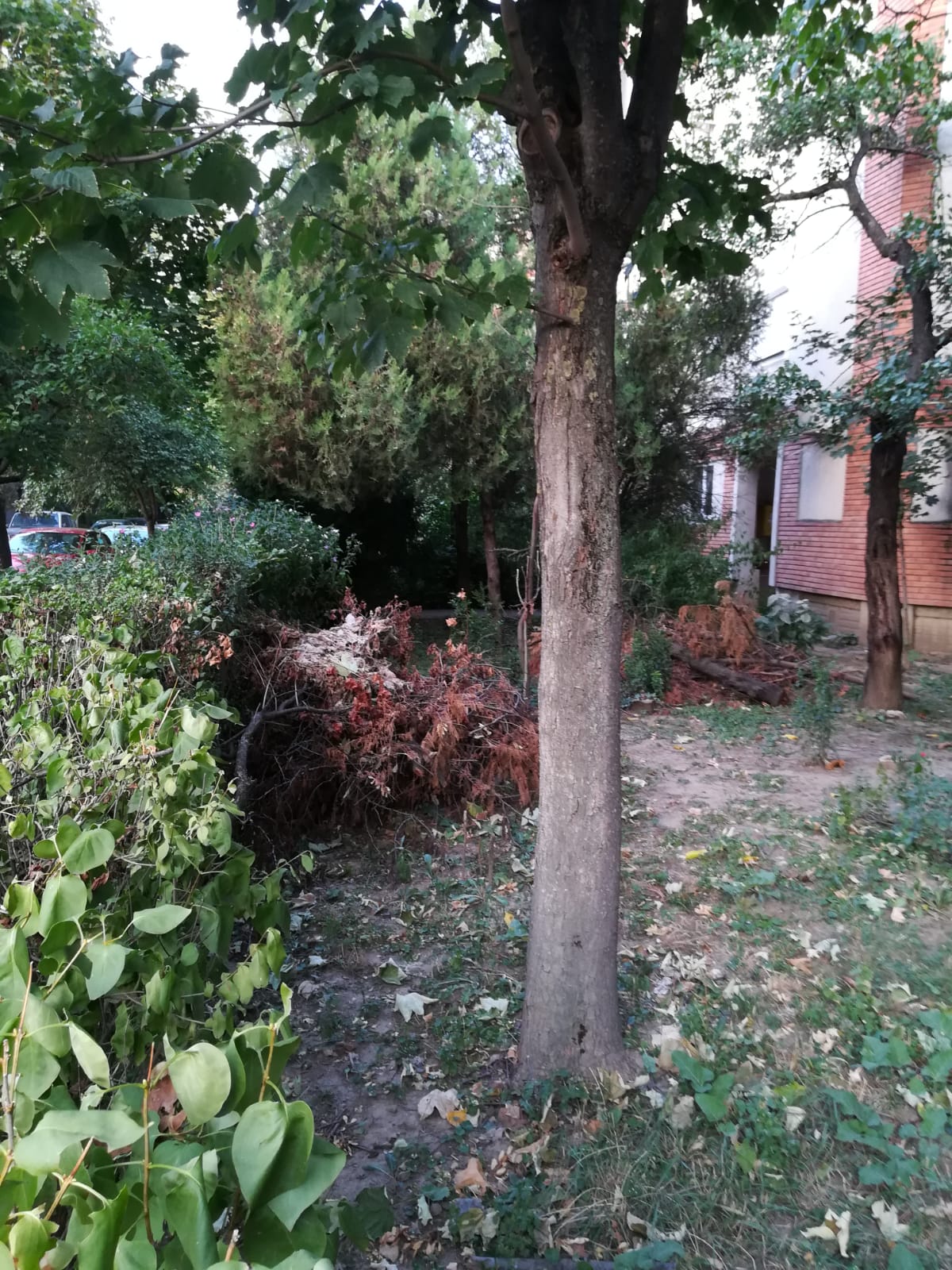 curatenie lipsa jeg mizerie calea sagului 17