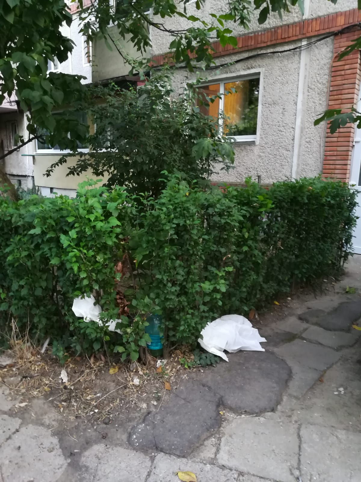 curatenie lipsa jeg mizerie calea sagului 30