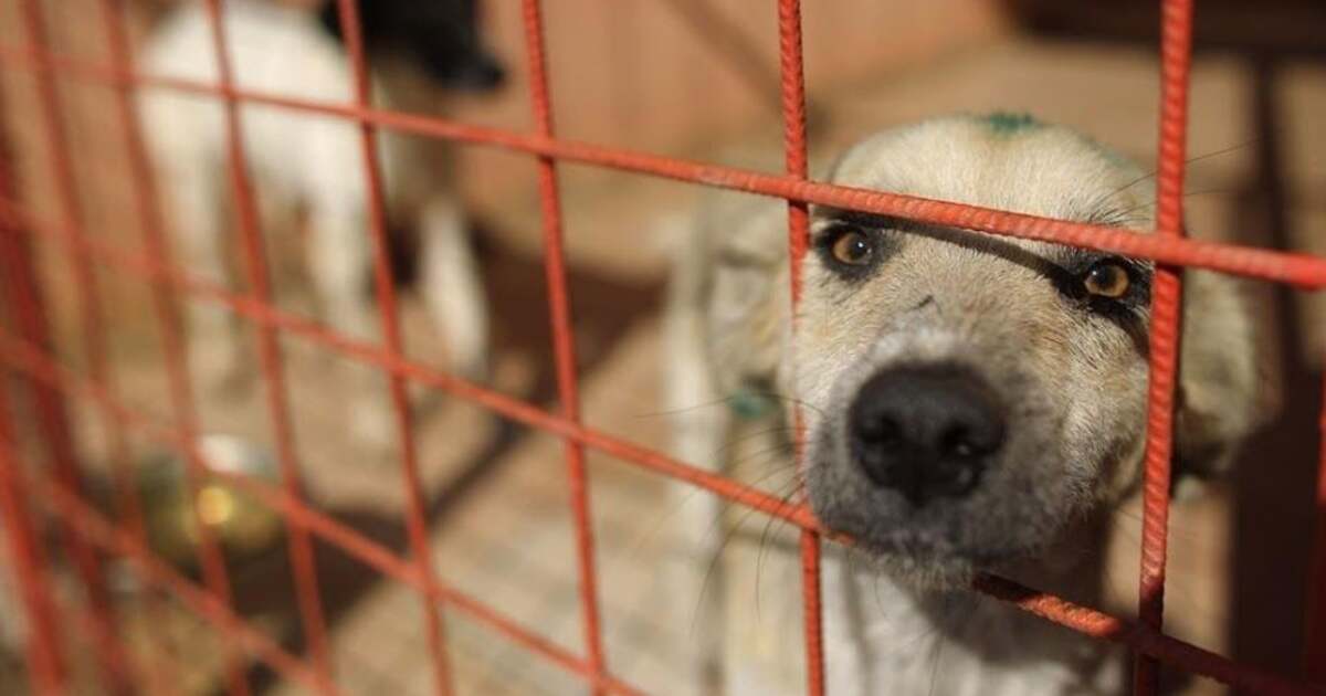 Primăria Timișoara a semnat un parteneriat pe trei ani Primăria Timișoara a semnat un parteneriat pe trei ani