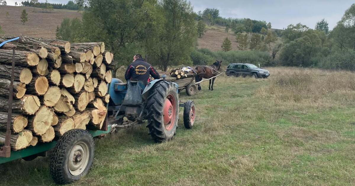 Doi bărbați din Timiș au furat lemne din pădure. Doi bărbați din Timiș au furat lemne din pădure.