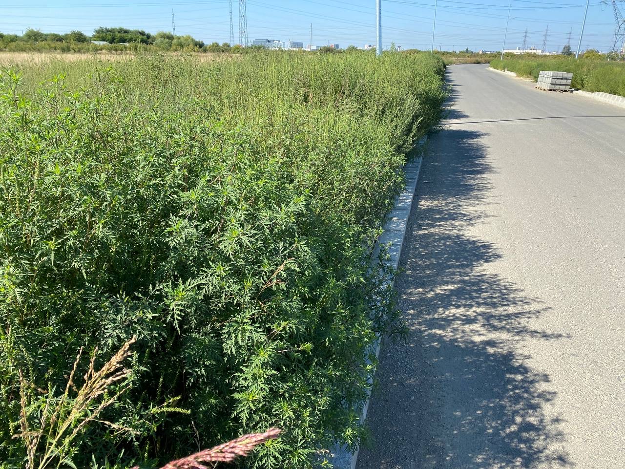 drumul boilor santier septembrie 2021 1