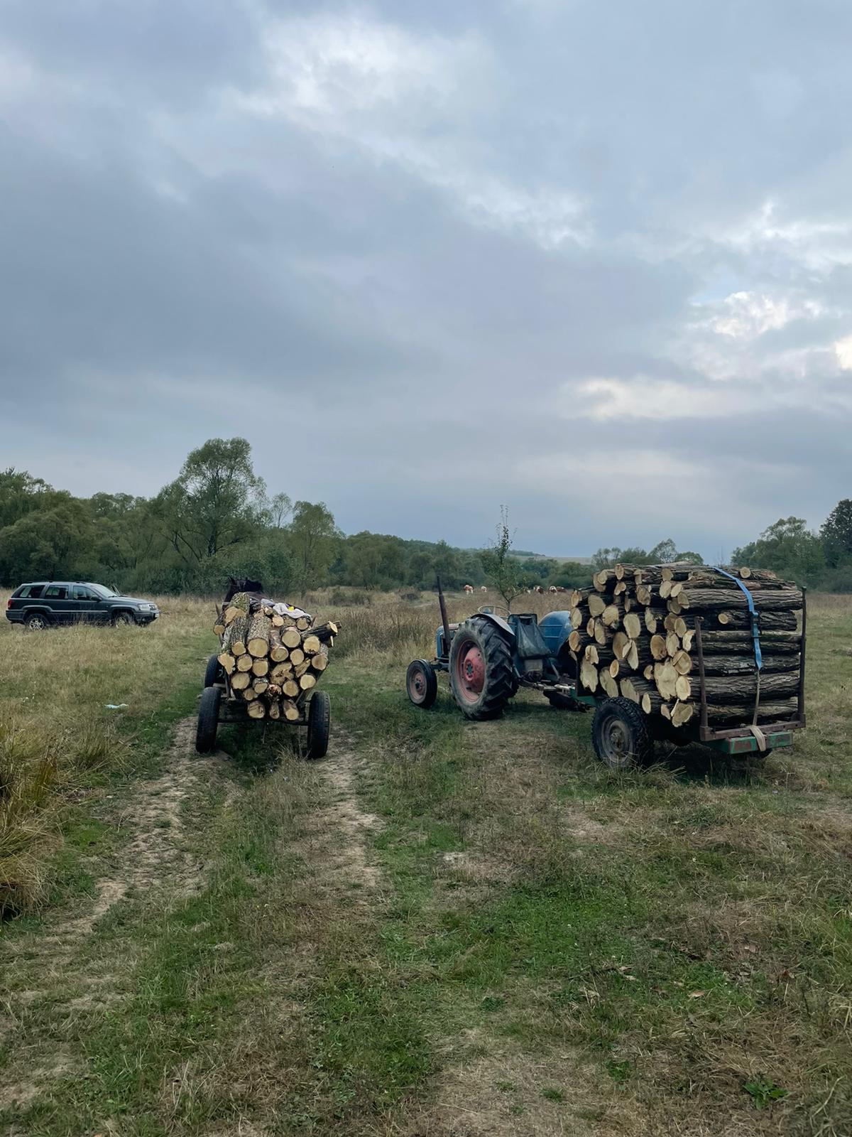 hoti lemne jandarmi ijj timis (3)