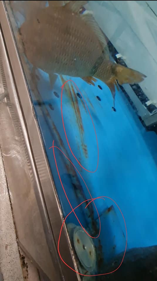 CRPC Timiș amenda supermarket (11)