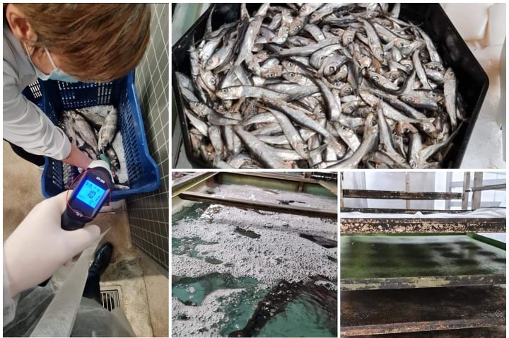 Pește viu depozitat și comercializat în spații „total neconforme”