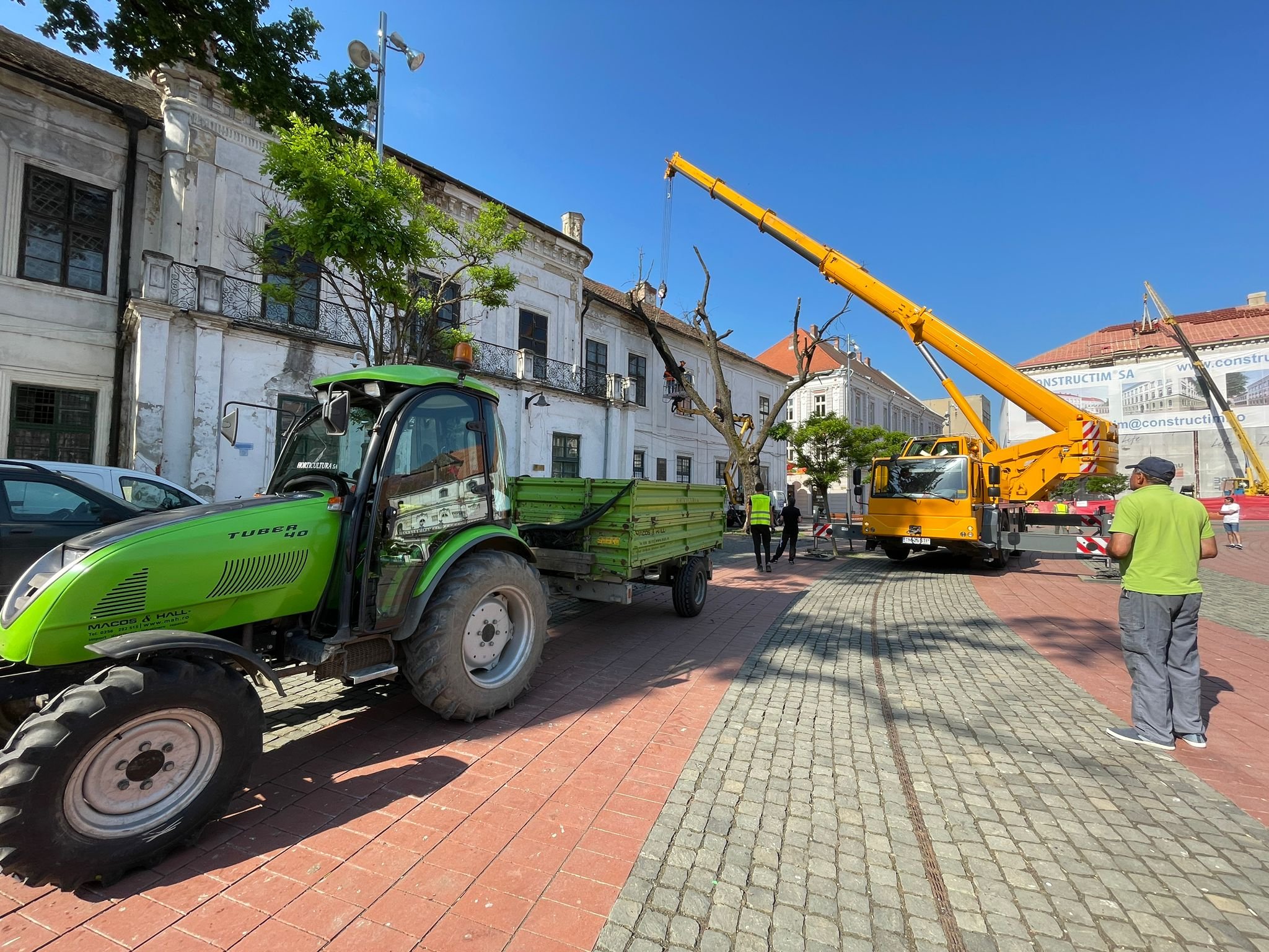 stejar piata libertatii (1)