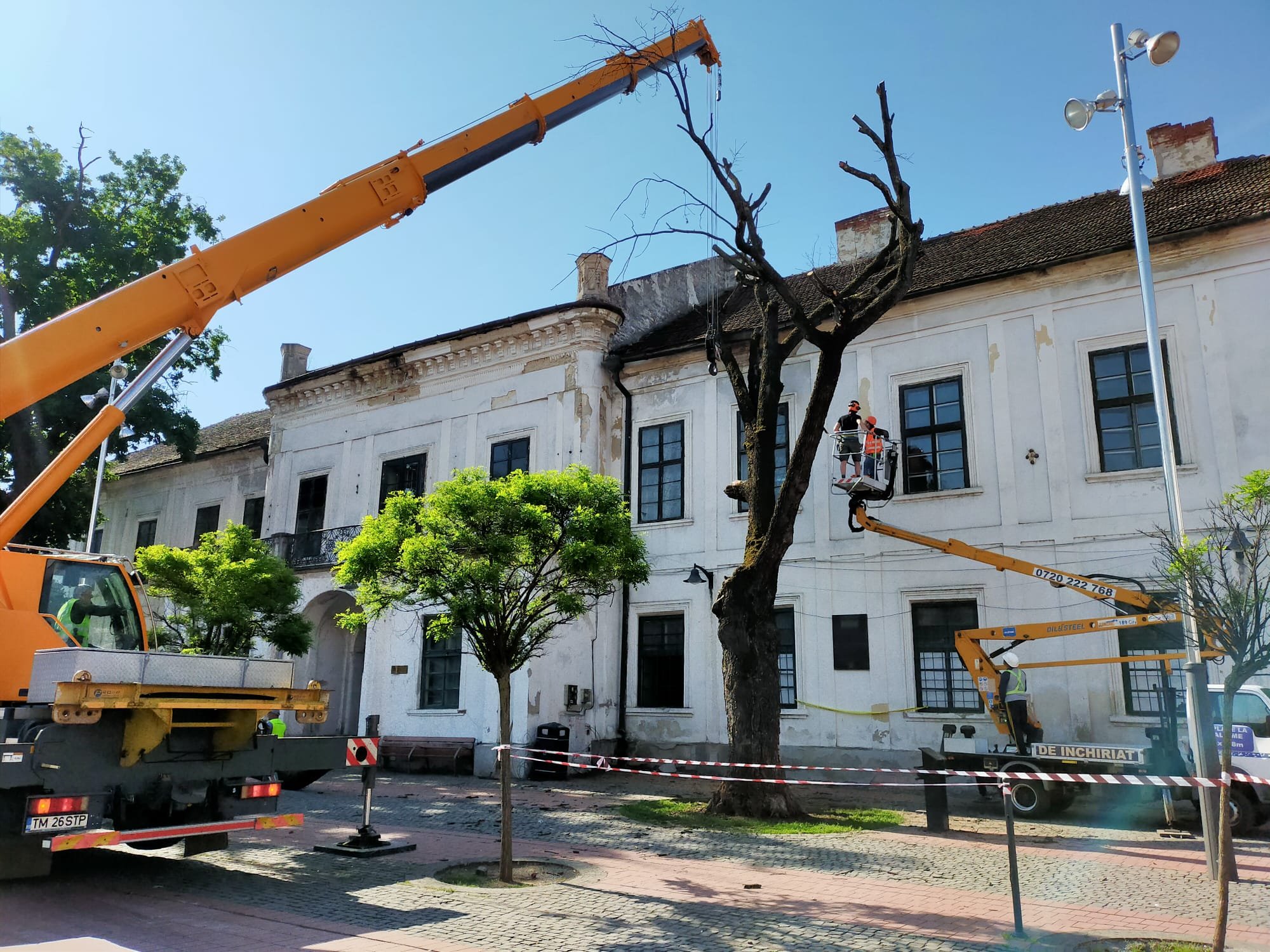 stejar piata libertatii (3)