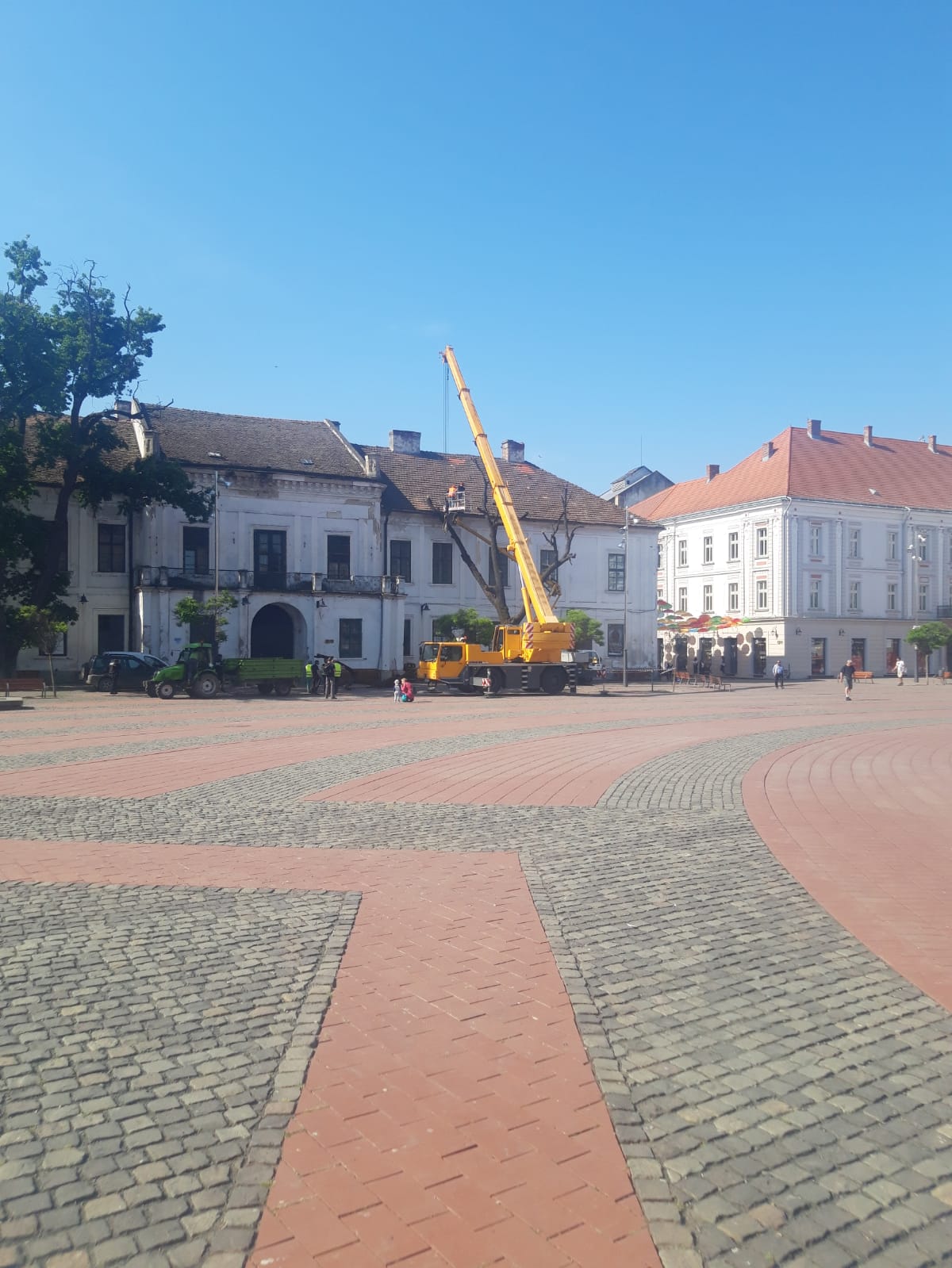 piata libertatii stejar (1)