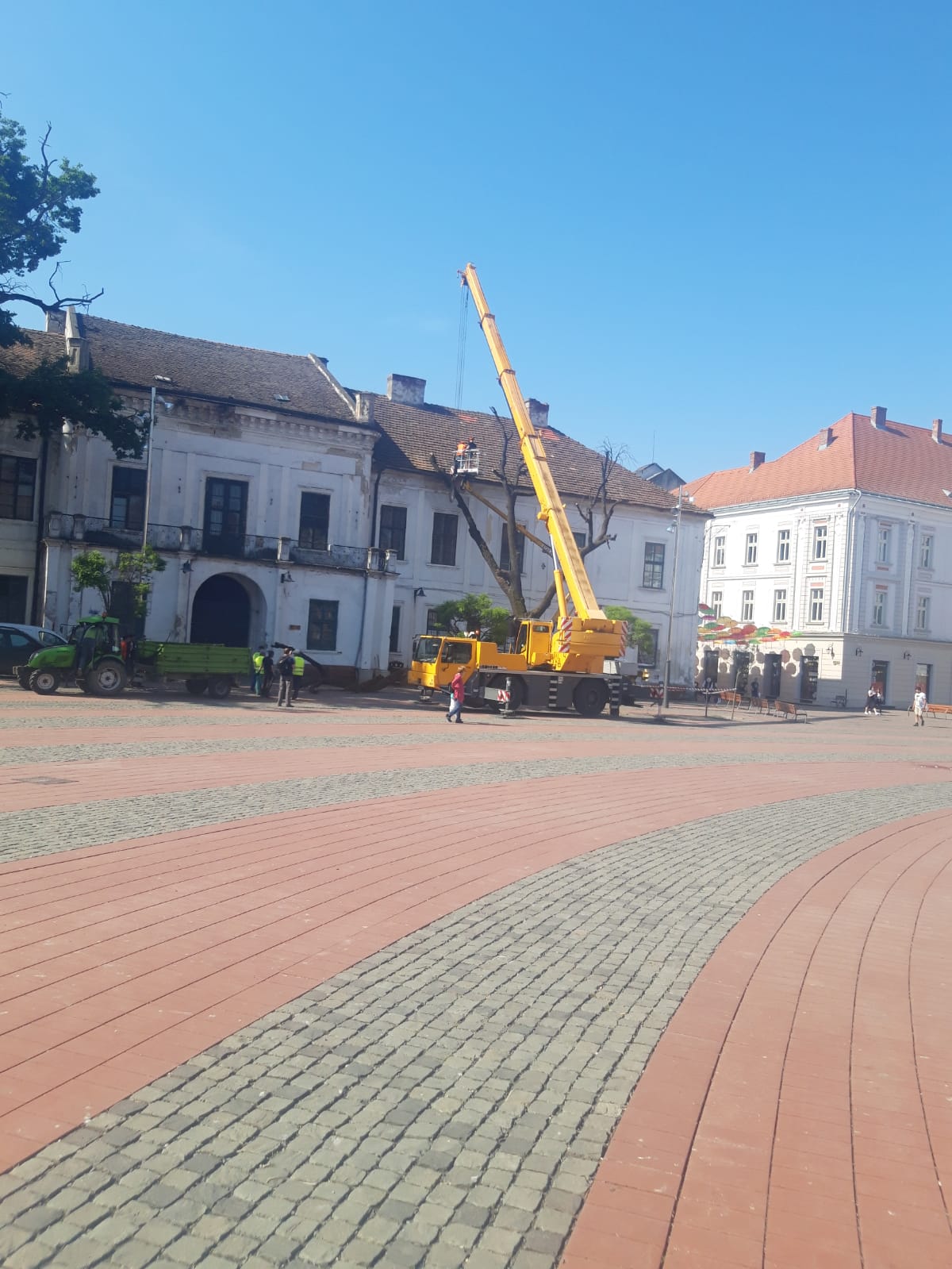 piata libertatii stejar (2)