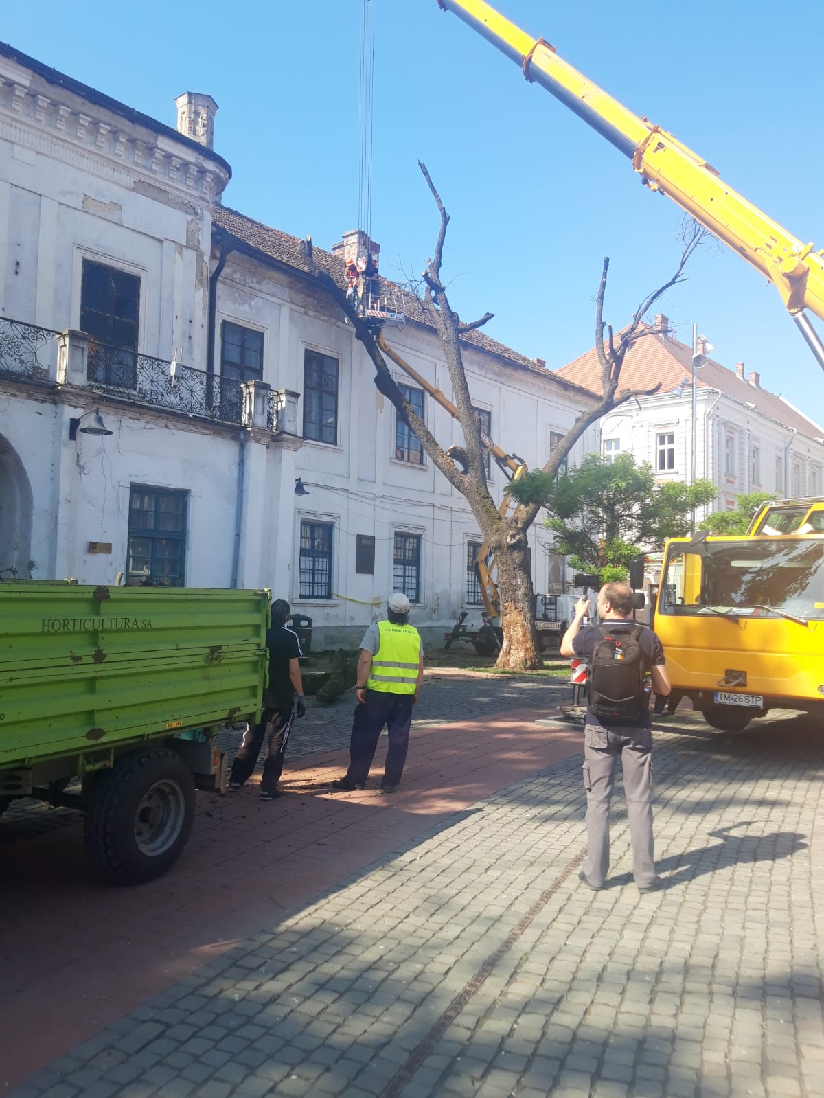 piata libertatii stejar (3)