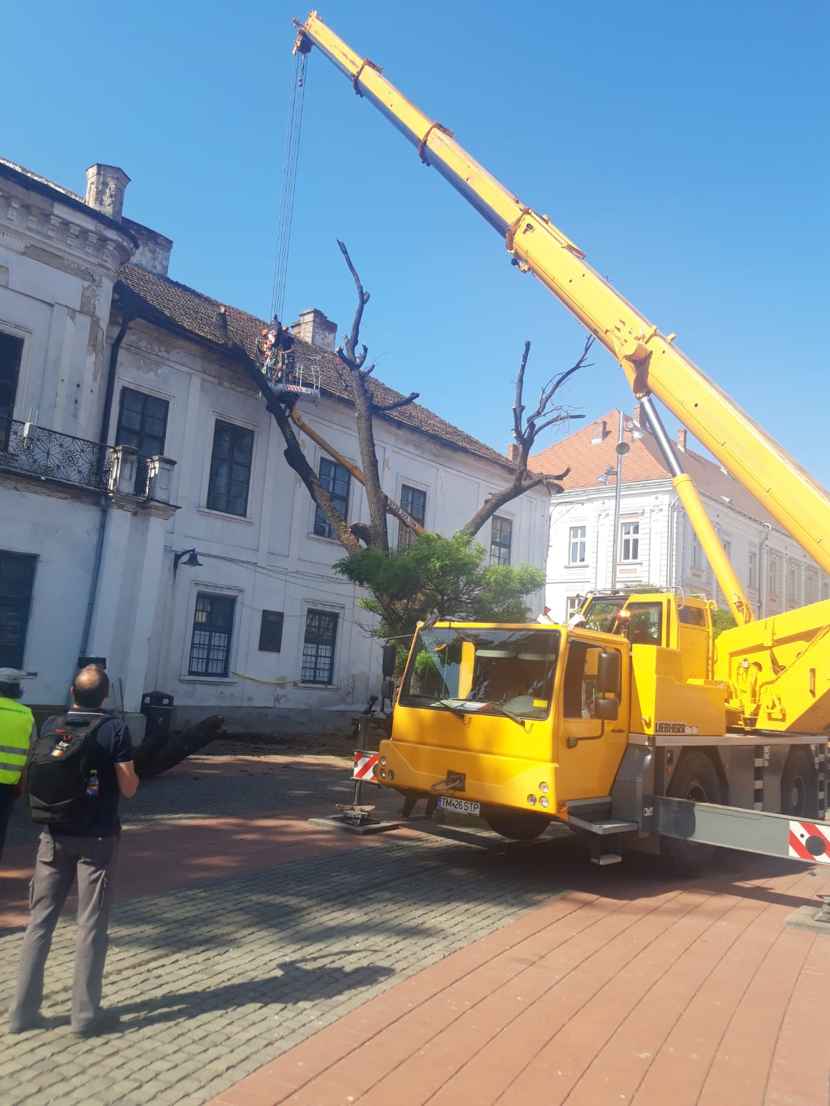 piata libertatii stejar (4)