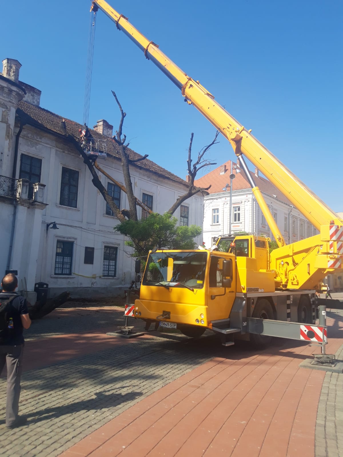 piata libertatii stejar (5)