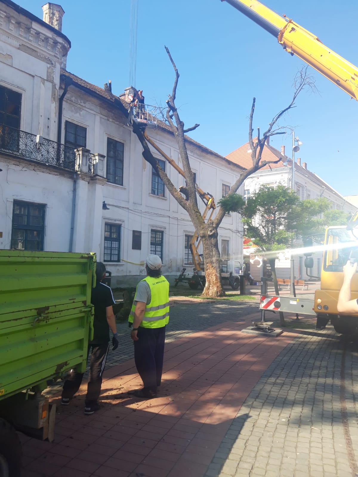 piata libertatii stejar (6)