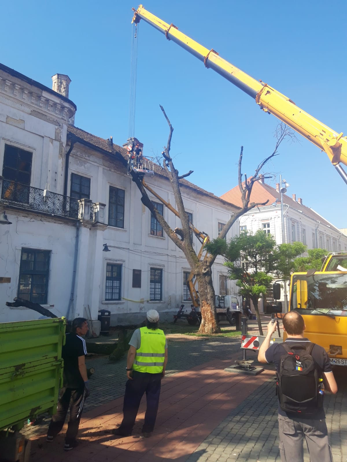 piata libertatii stejar (7)