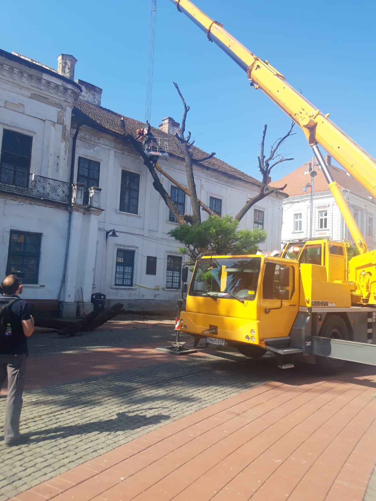 piata libertatii stejar (8)