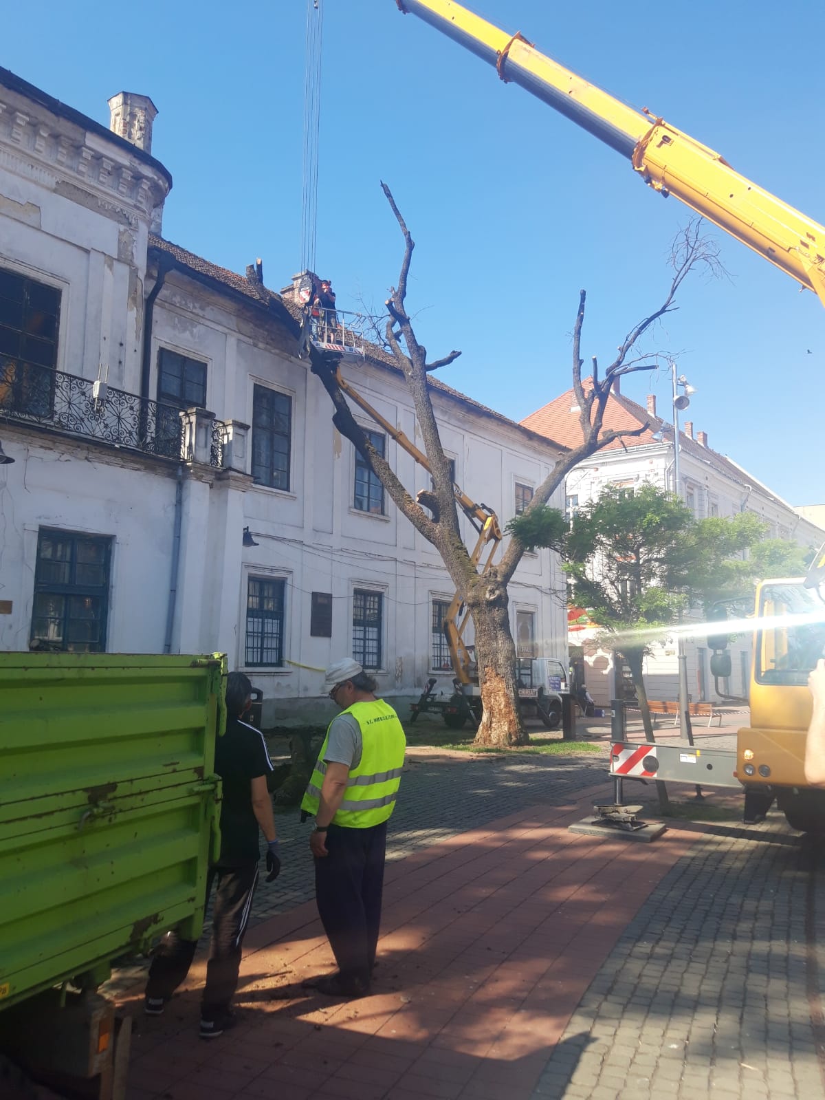 piata libertatii stejar (9)