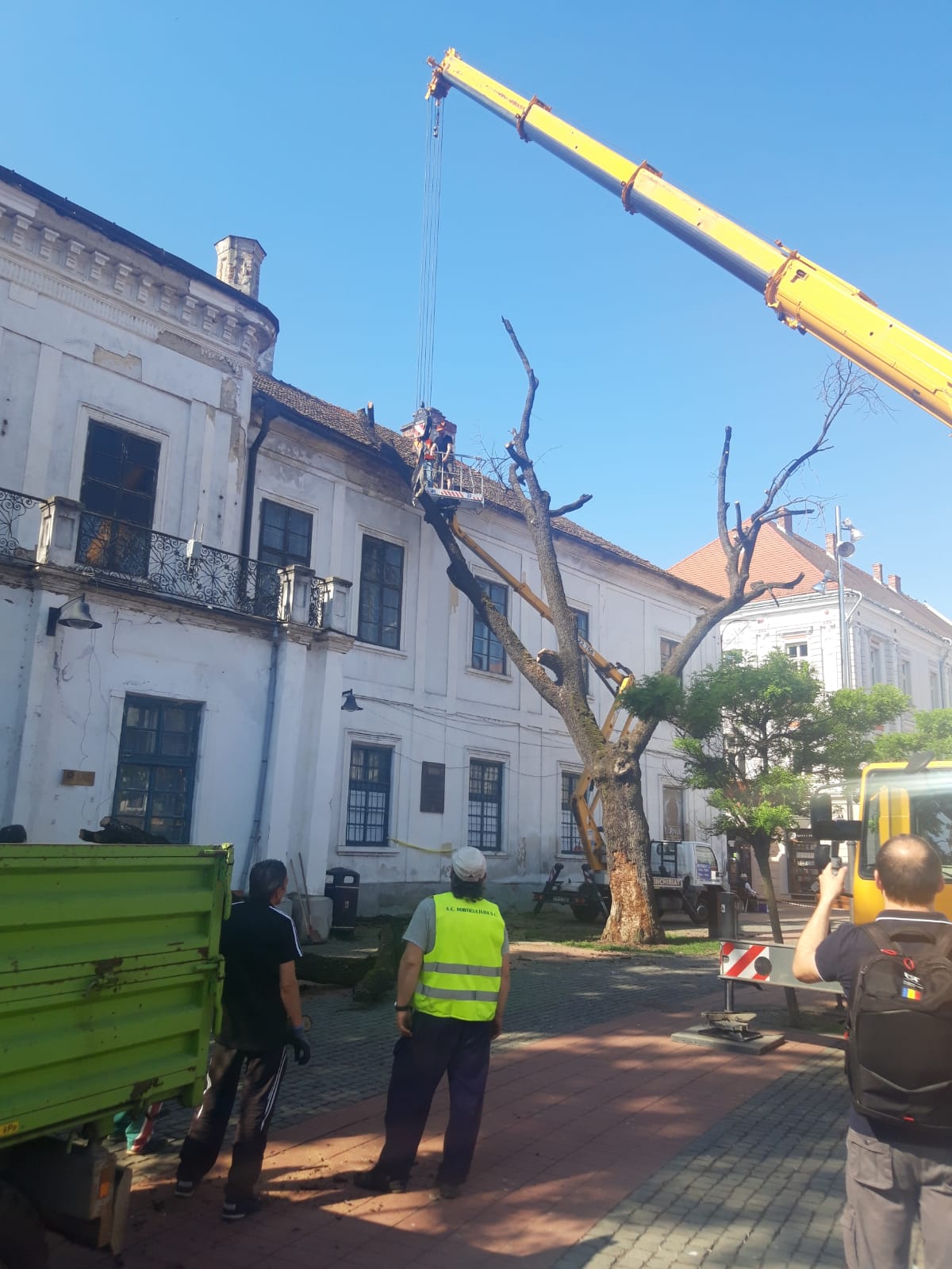 piata libertatii stejar (11)