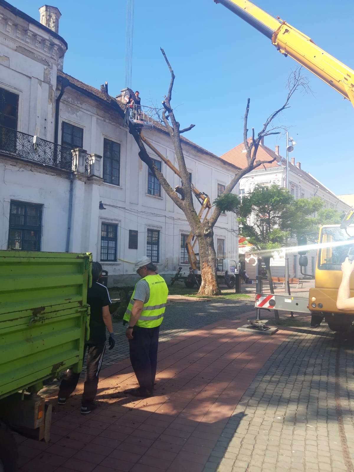 piata libertatii stejar (12)