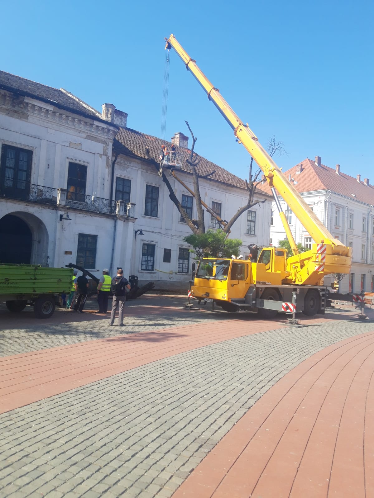 piata libertatii stejar (13)