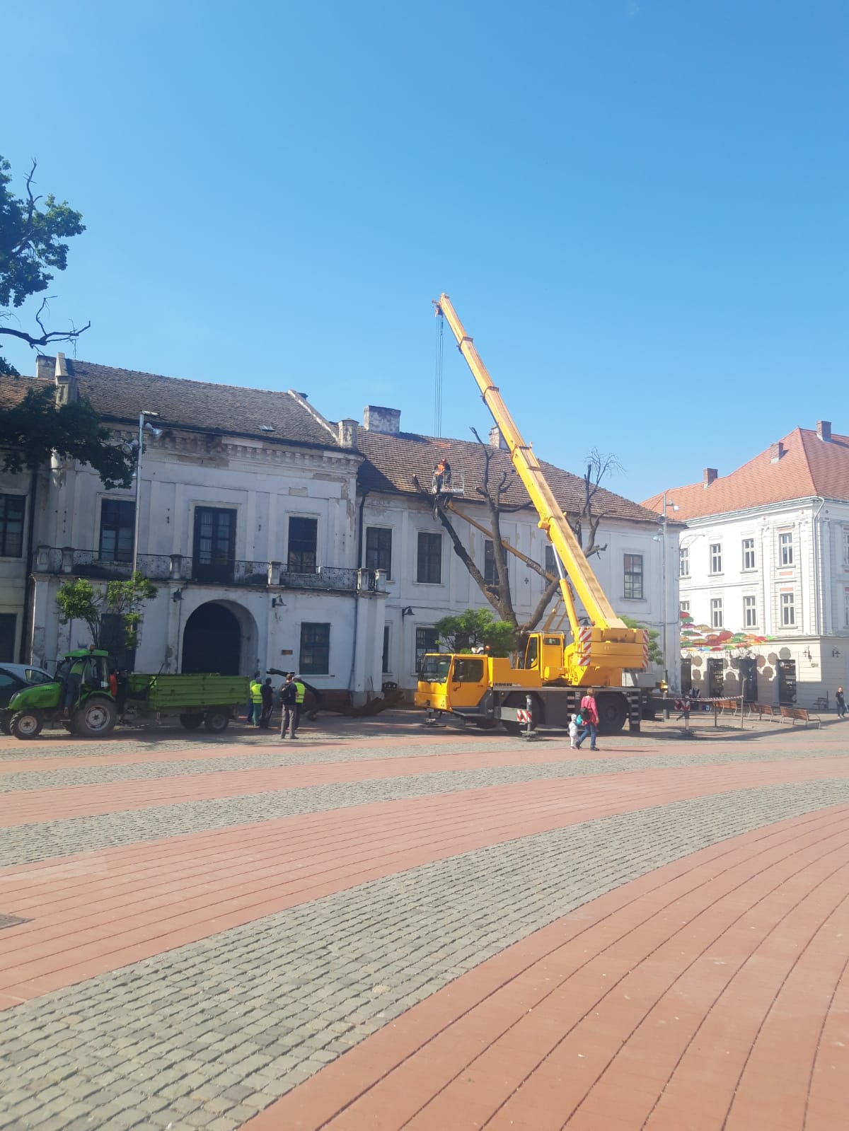 piata libertatii stejar (14)