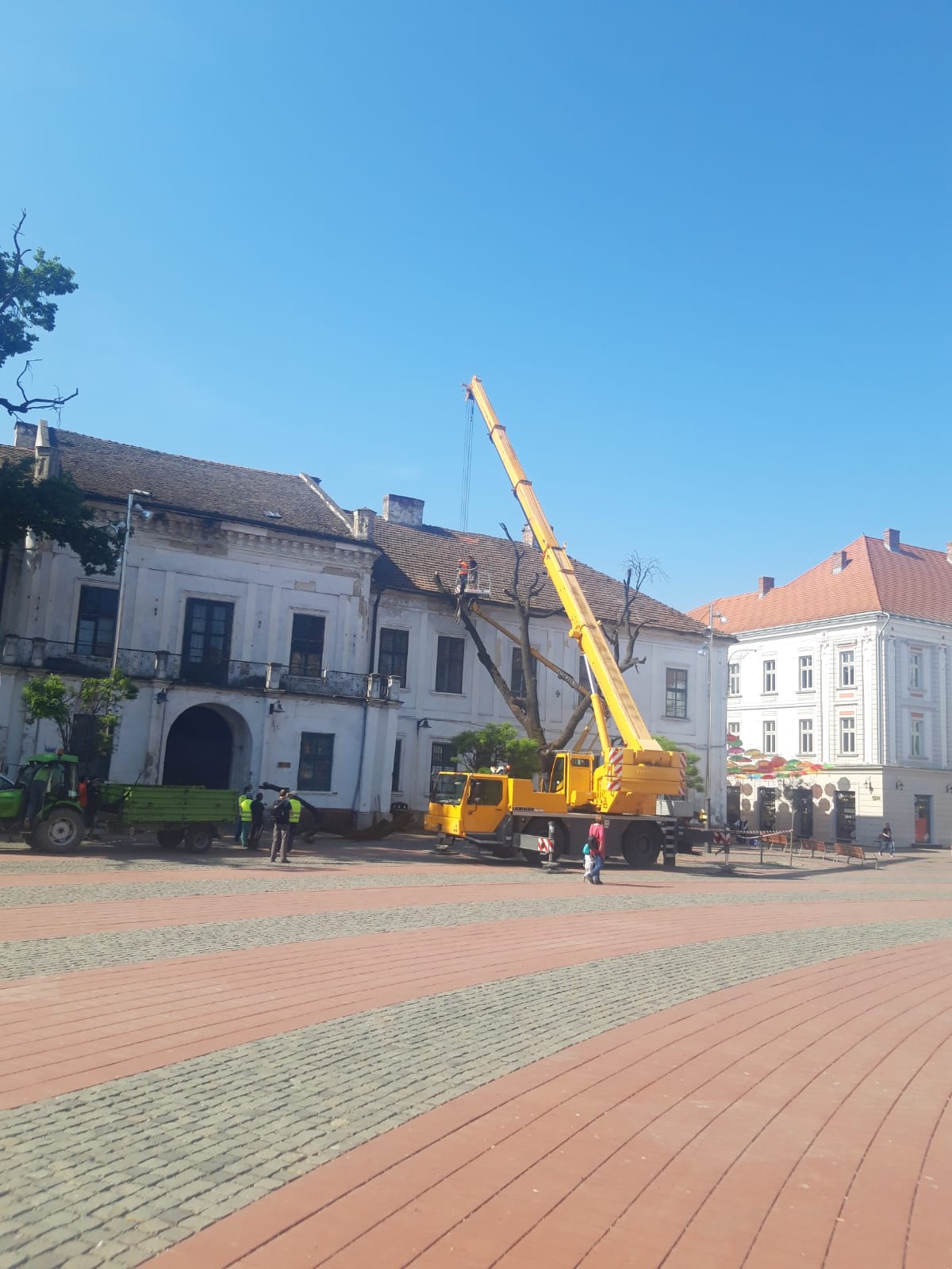 piata libertatii stejar (15)