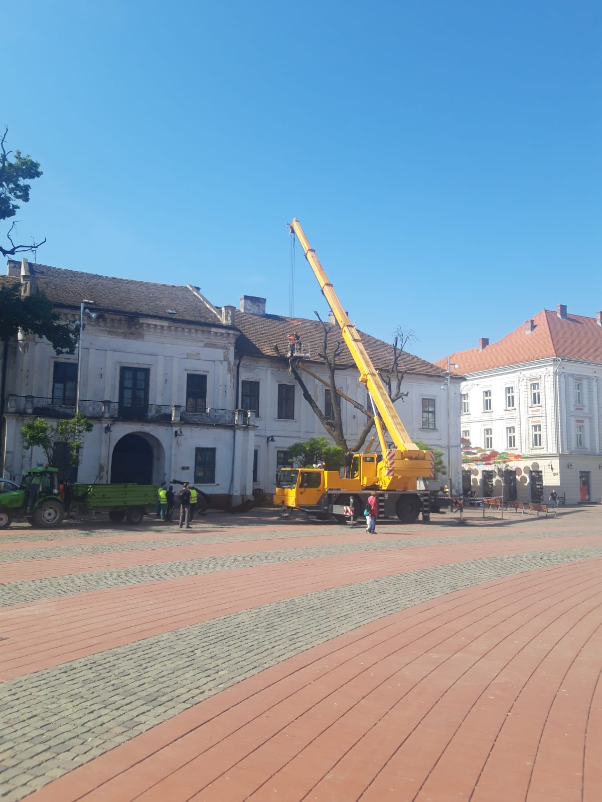 piata libertatii stejar (16)