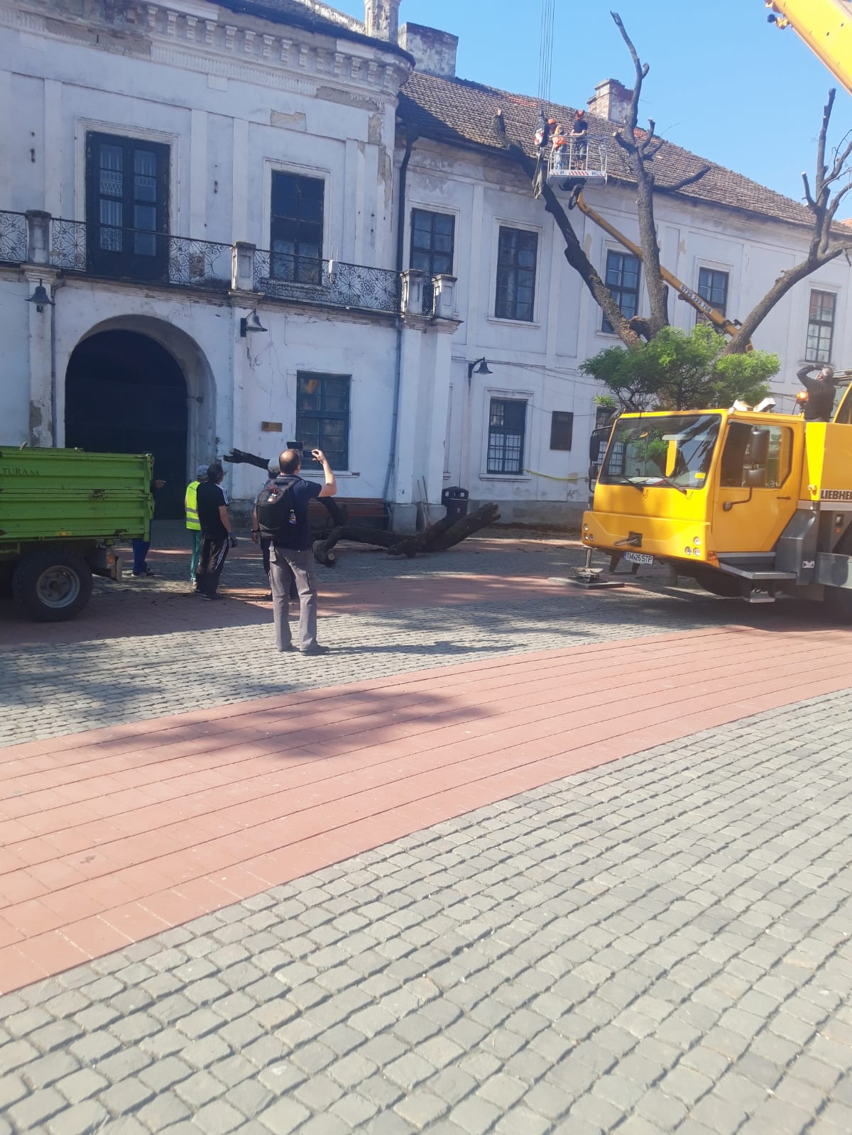 piata libertatii stejar (17)