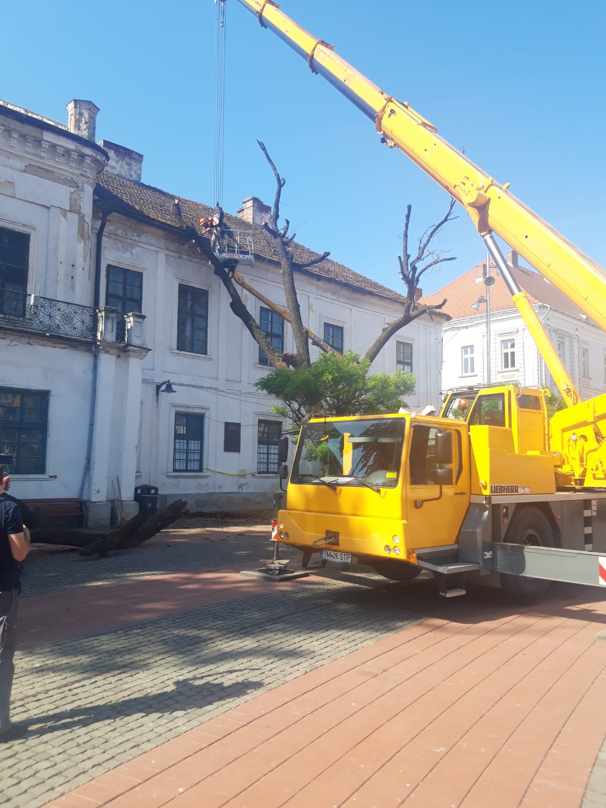 piata libertatii stejar (18)