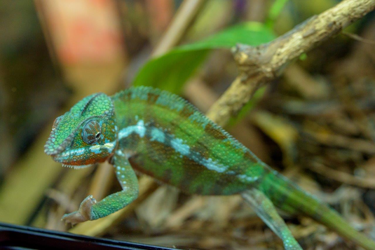 Iulius Town Timisoara_expozitie reptile (3)