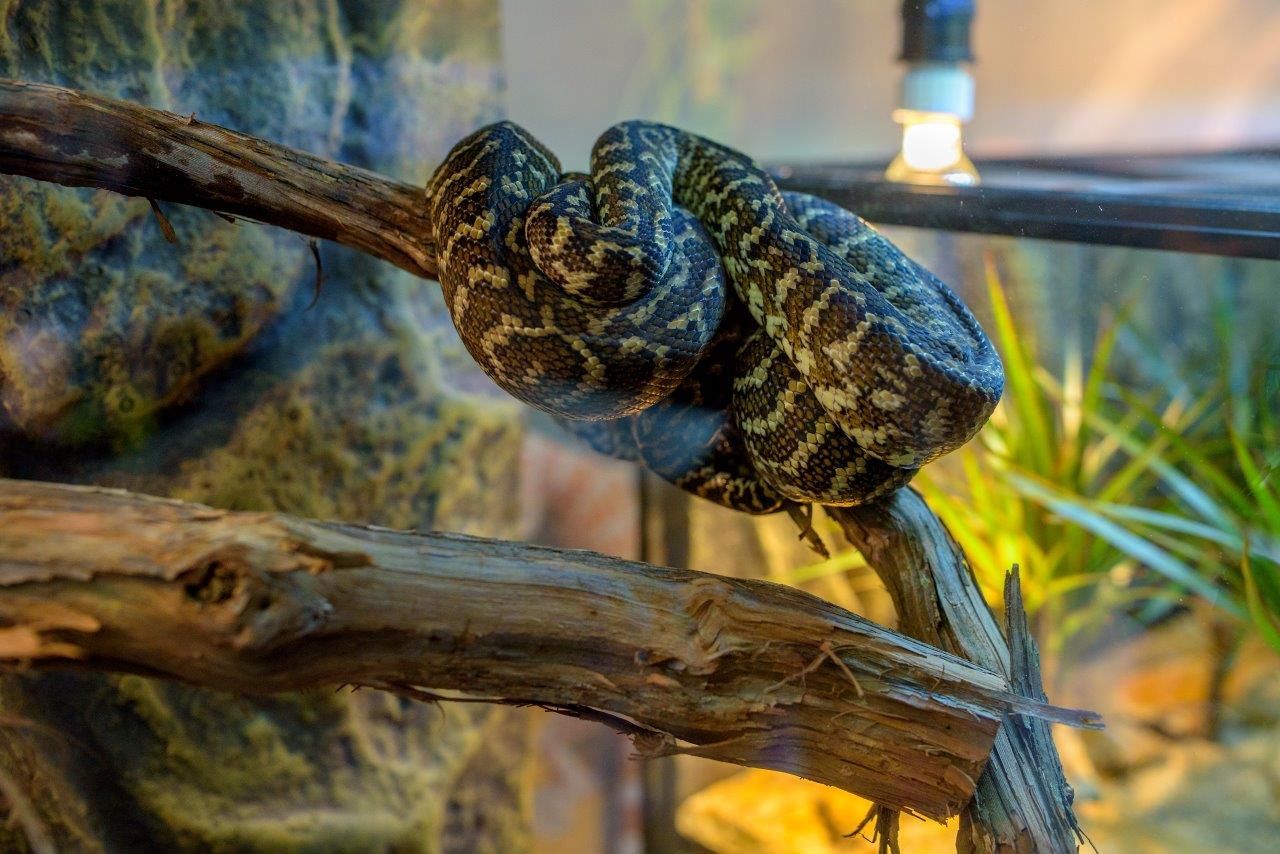 Iulius Town Timisoara_expozitie reptile (4)