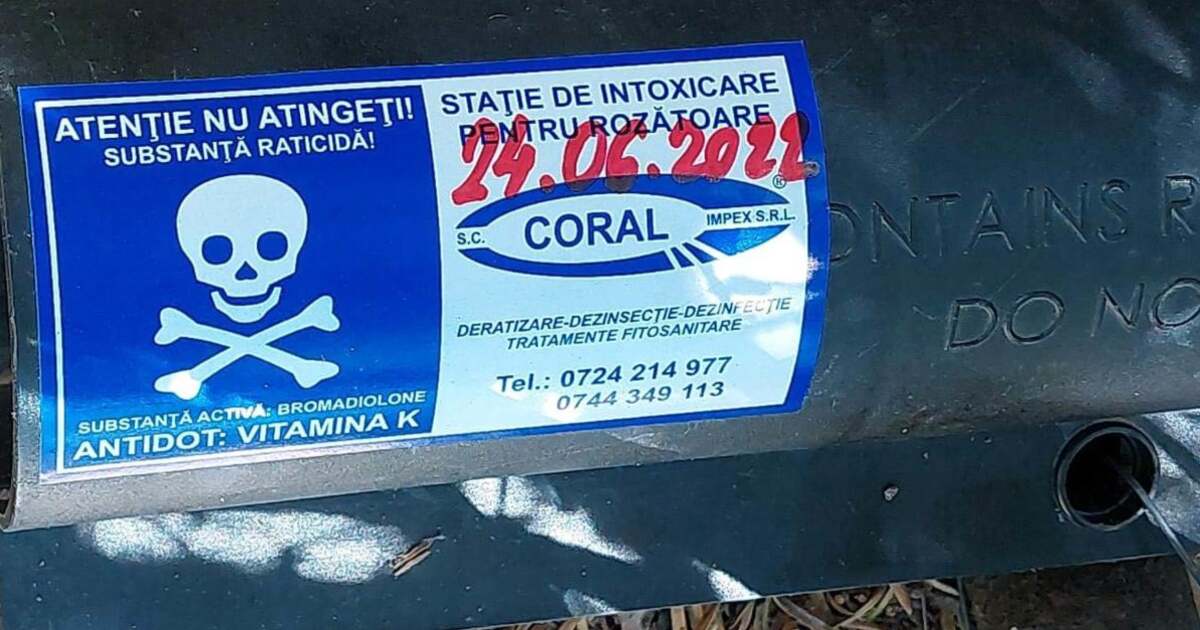 Timișoara începe săptămâna viitoare prima acțiune de deratizare din acest an Timișoara începe săptămâna viitoare prima acțiune de deratizare din acest an