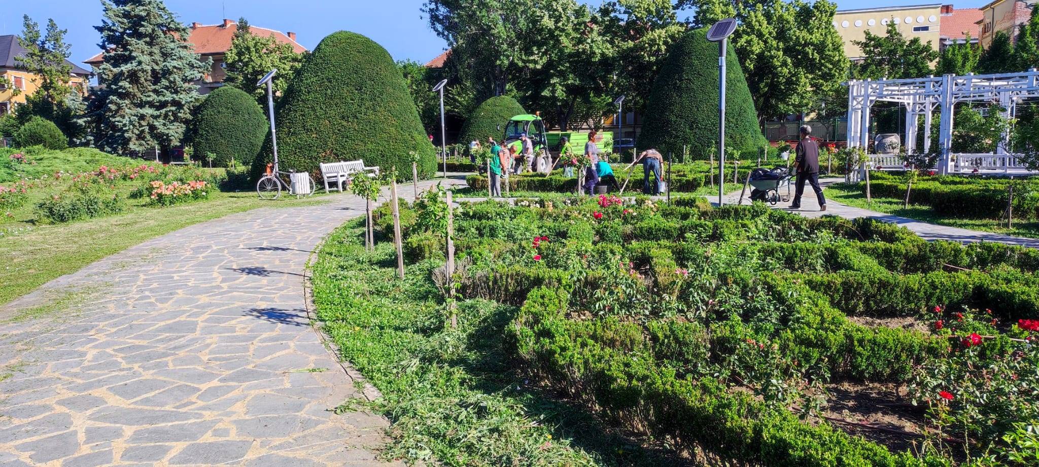 parcul rozelor horticultura intretinere lucrari (2)