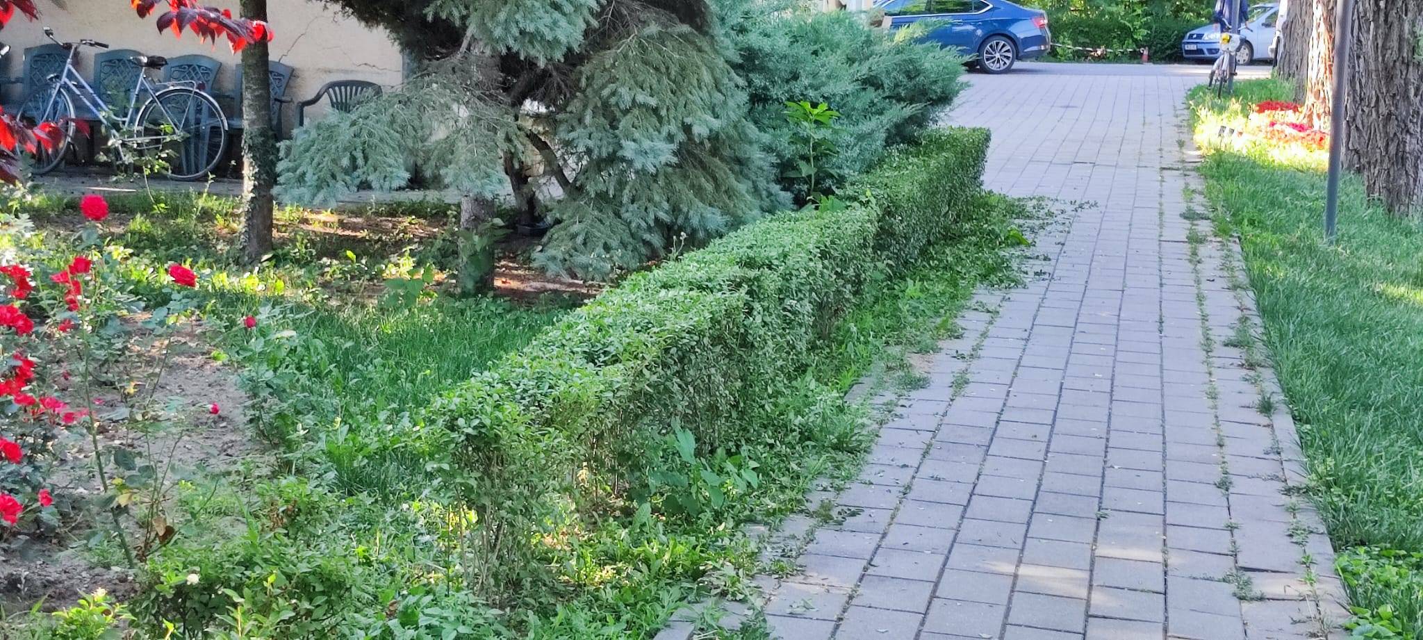 parcul rozelor horticultura intretinere lucrari (3)