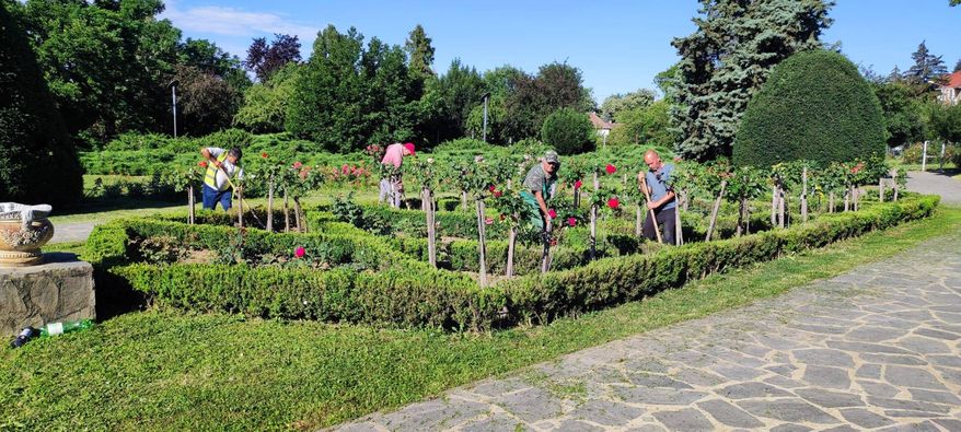 parcul rozelor horticultura intretinere lucrari (4)