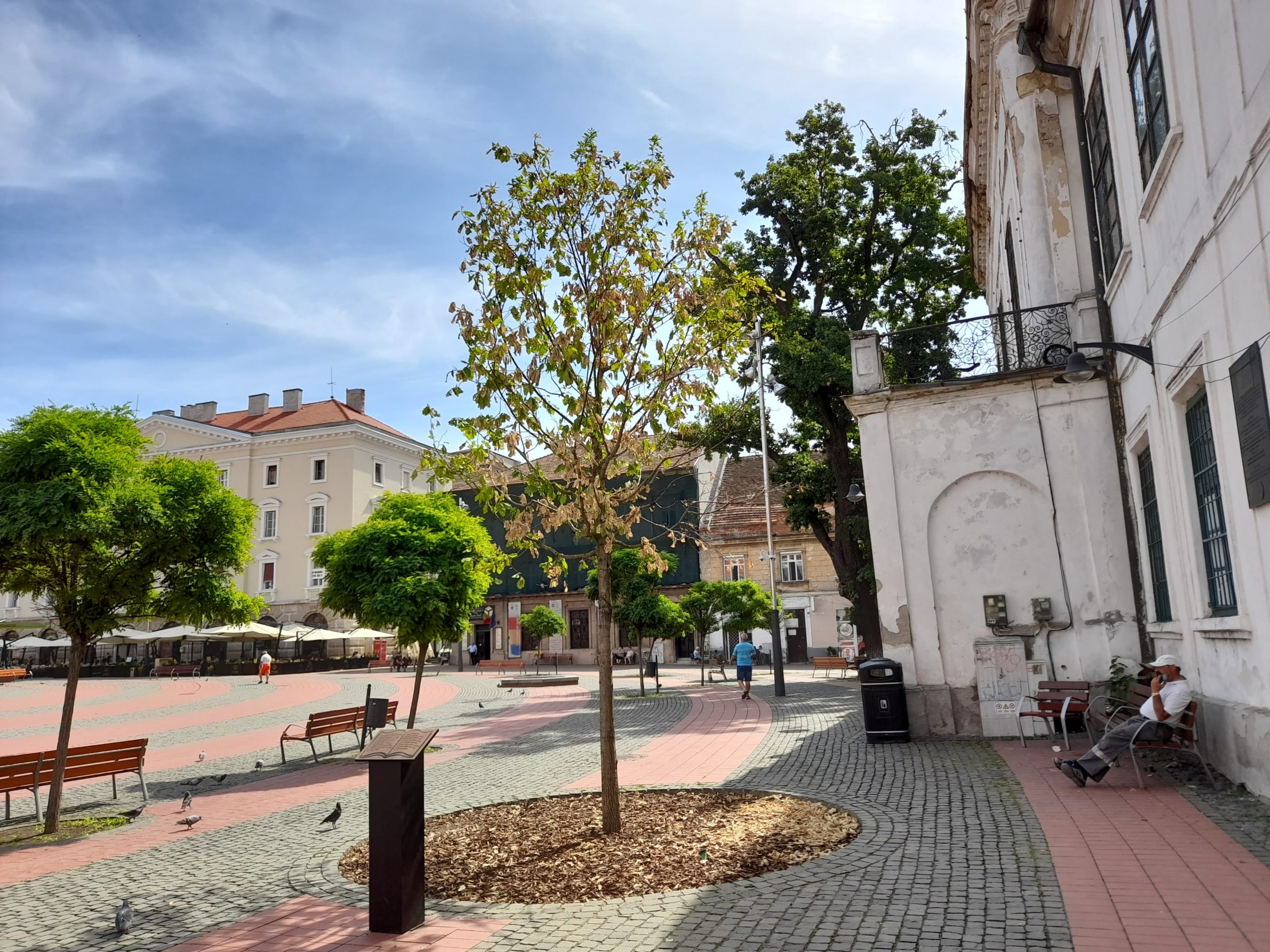 stejar piata libertatii iunie 2022 (1)