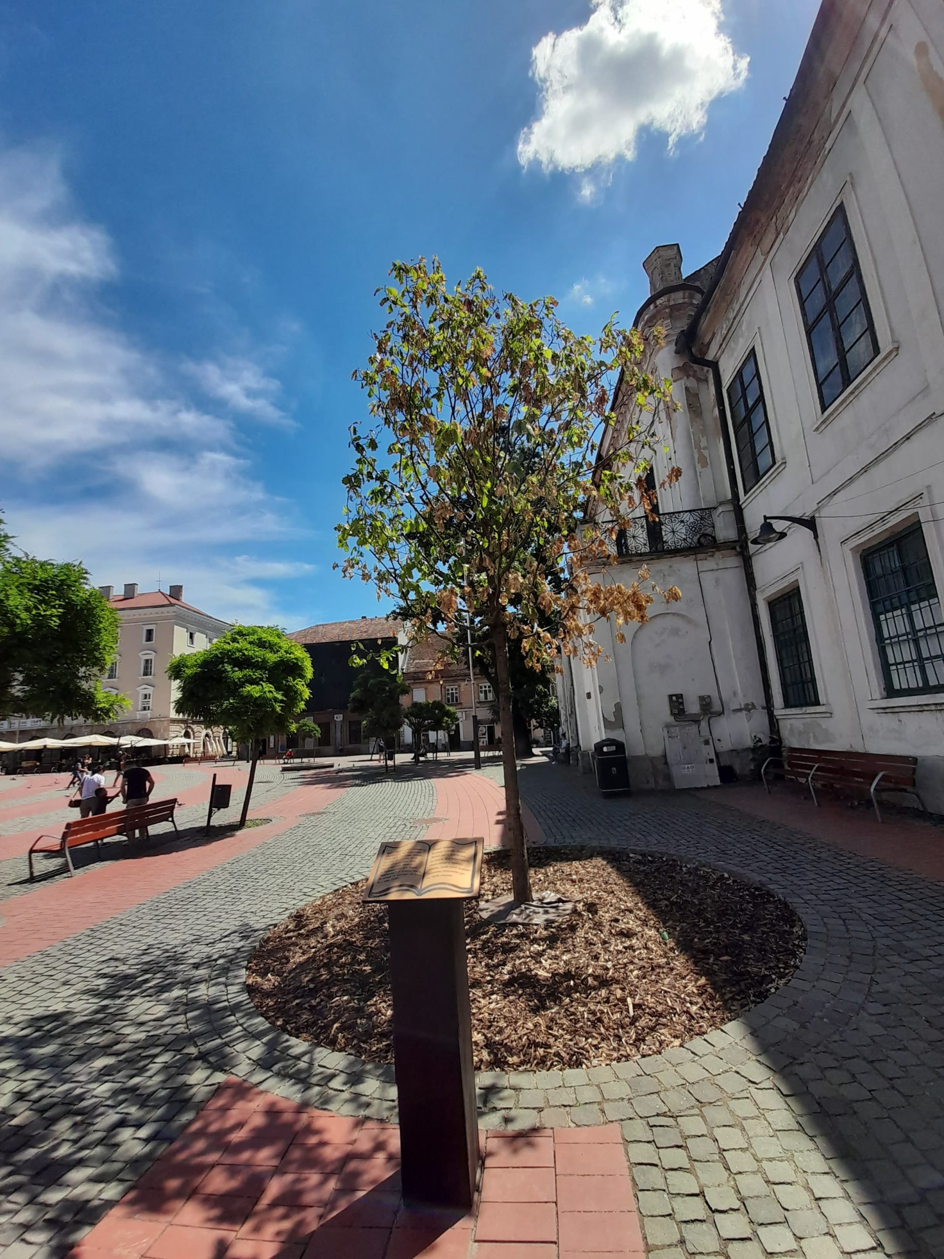 stejar piata libertatii iunie 2022 (2)