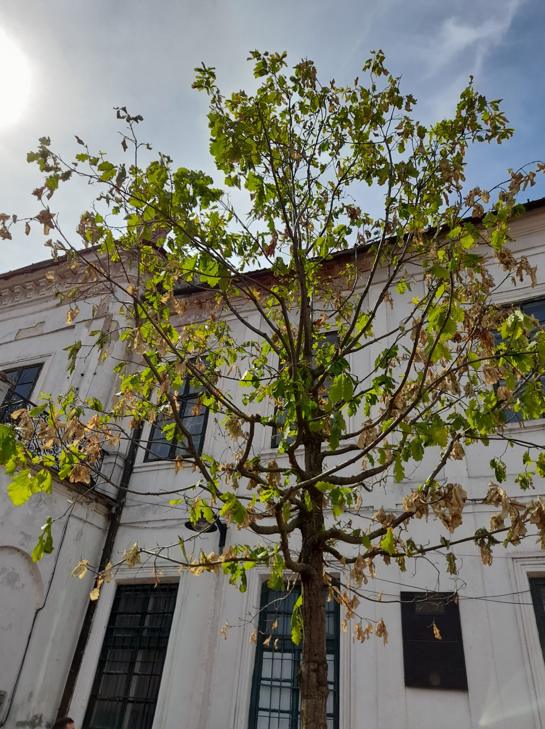 stejar piata libertatii iunie 2022 (3)