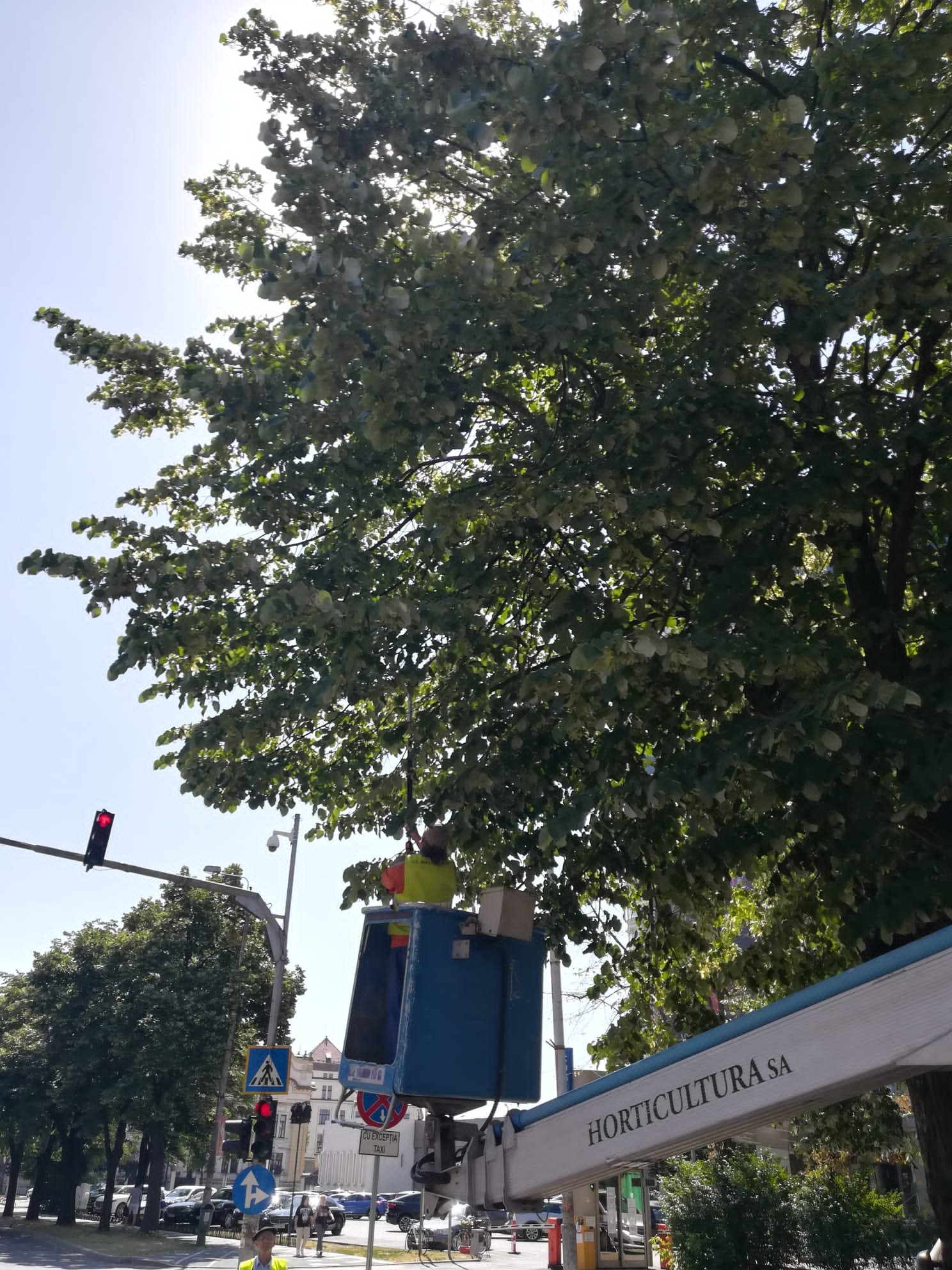 toaletare copaci (1)