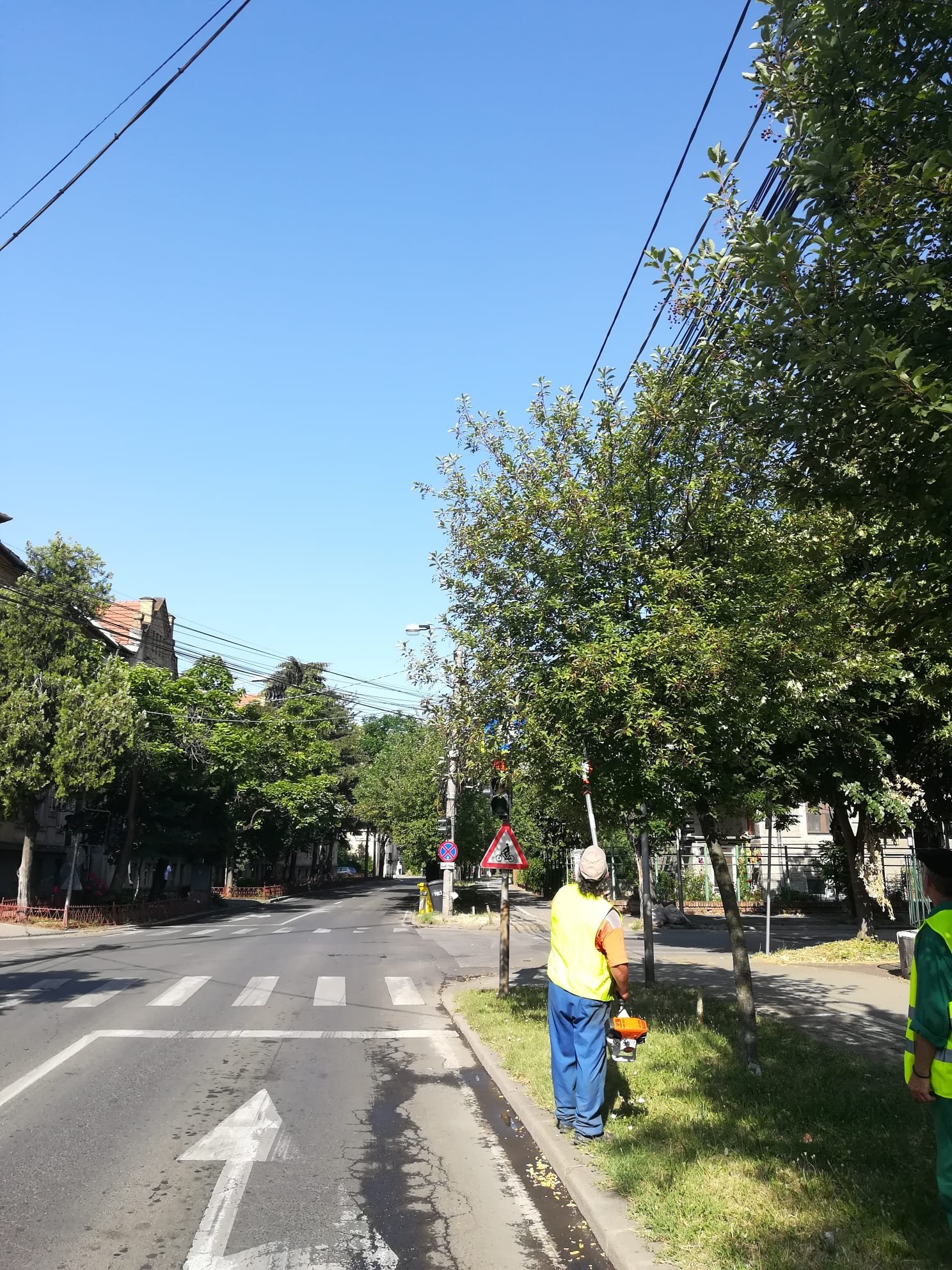 toaletare copaci (2)