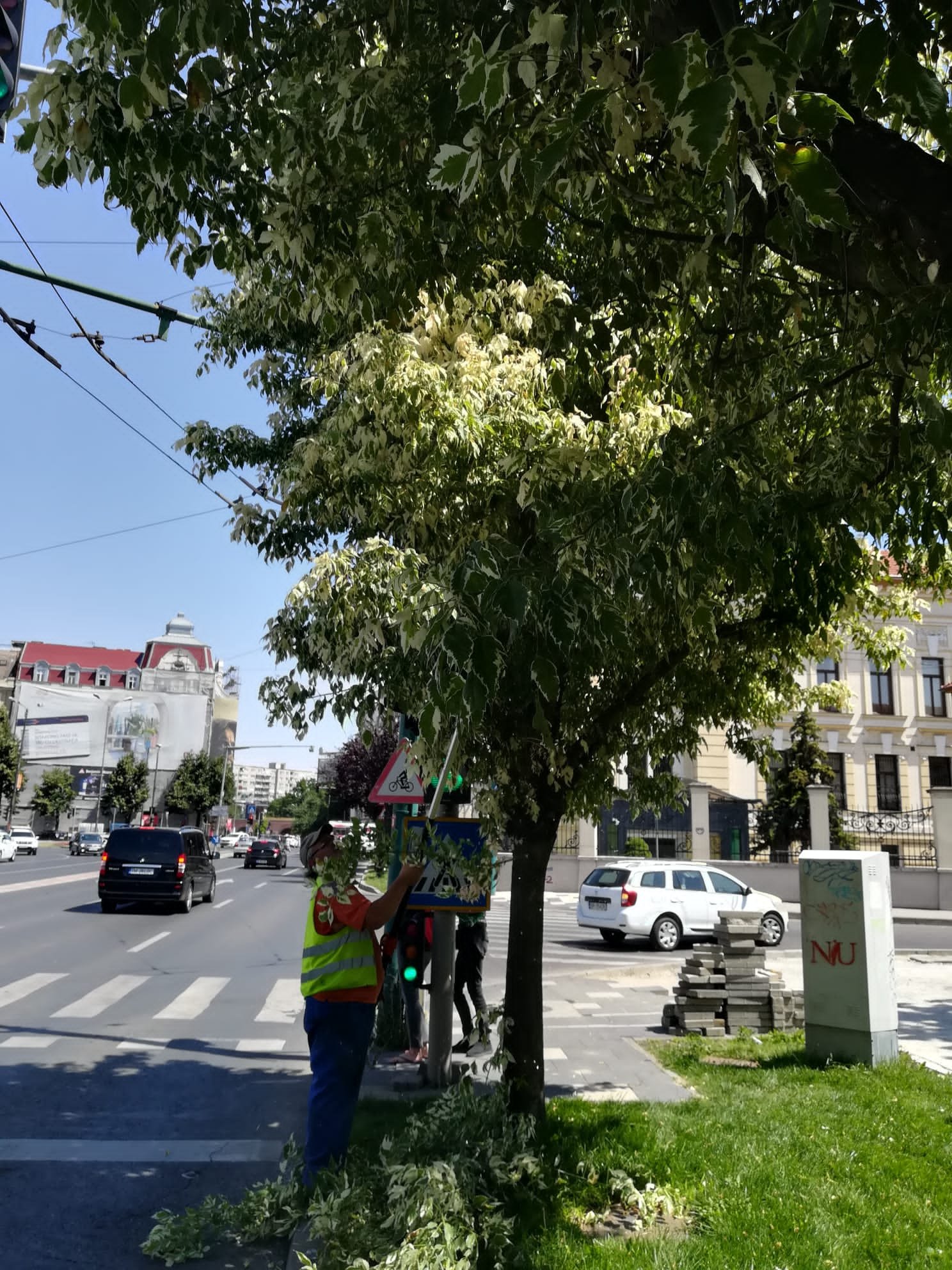 toaletare copaci (4)