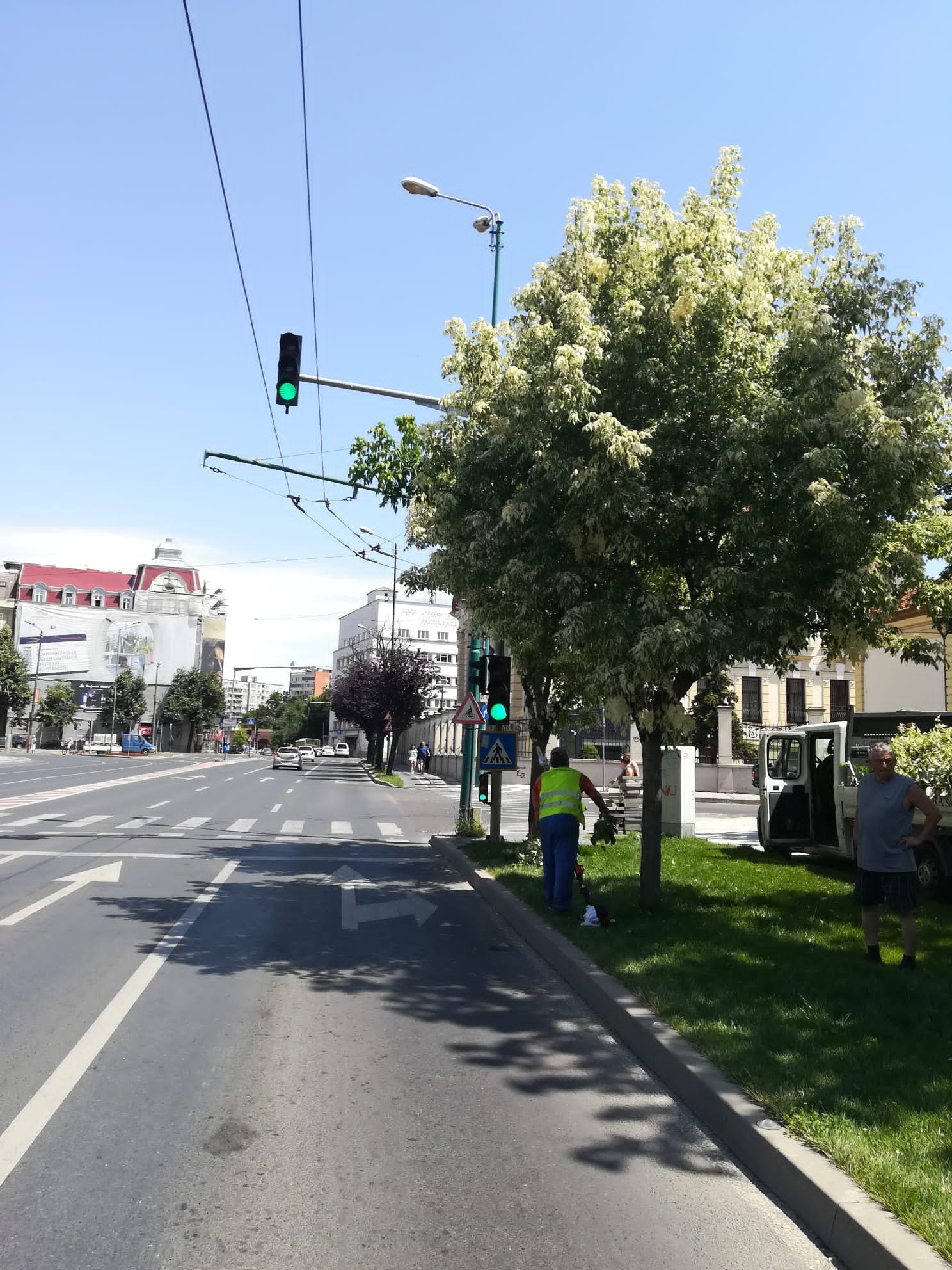 toaletare copaci (5)