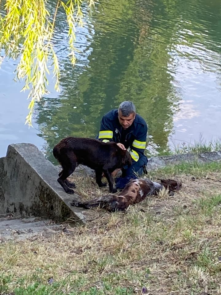 caine legat aruncat bega (2)