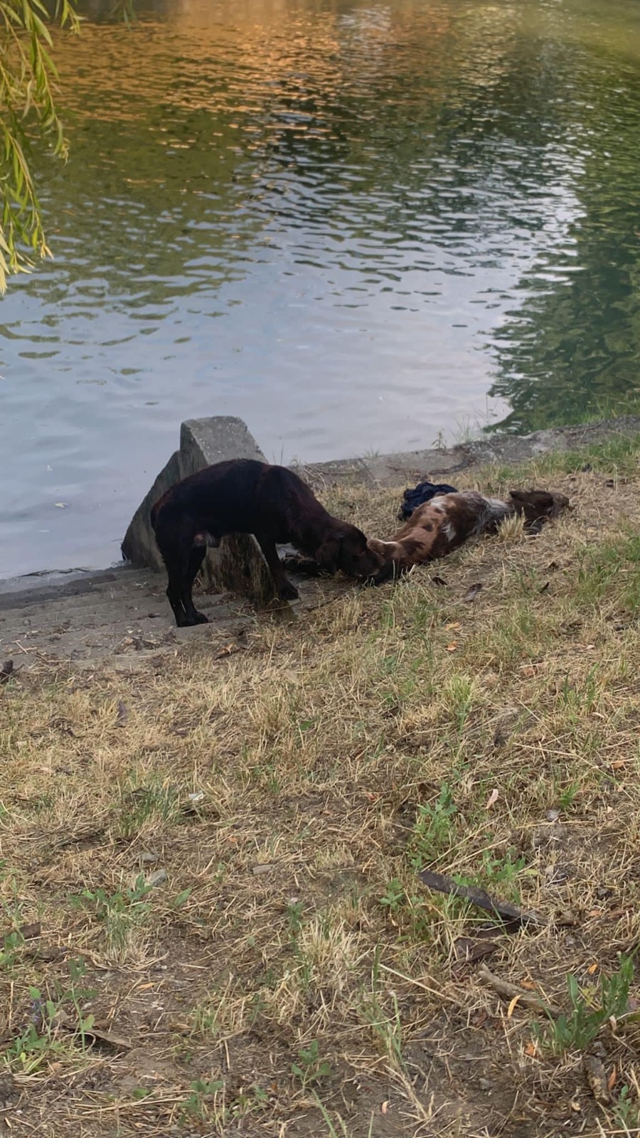 caine legat aruncat bega (3)