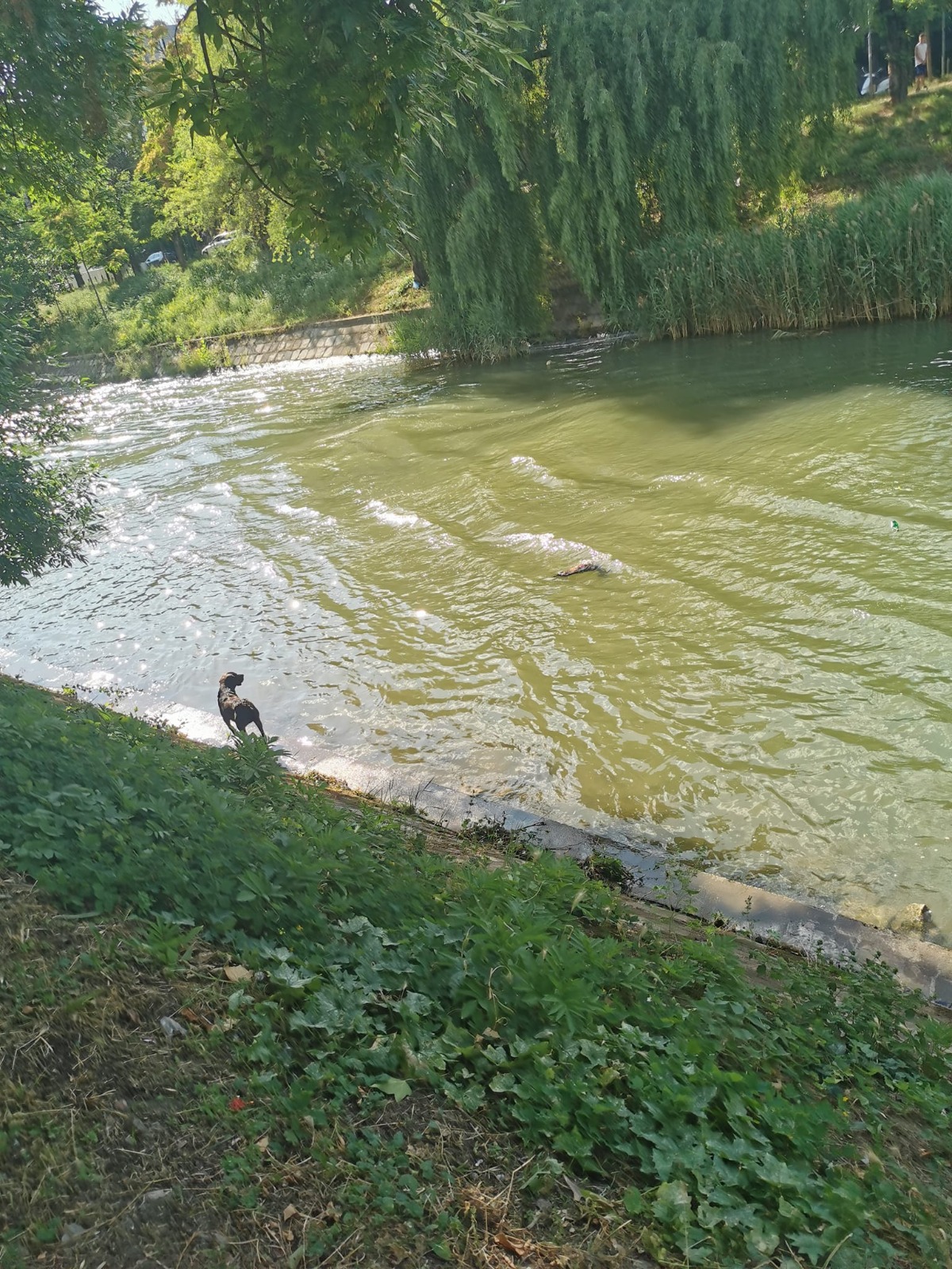 caine legat aruncat bega (4)