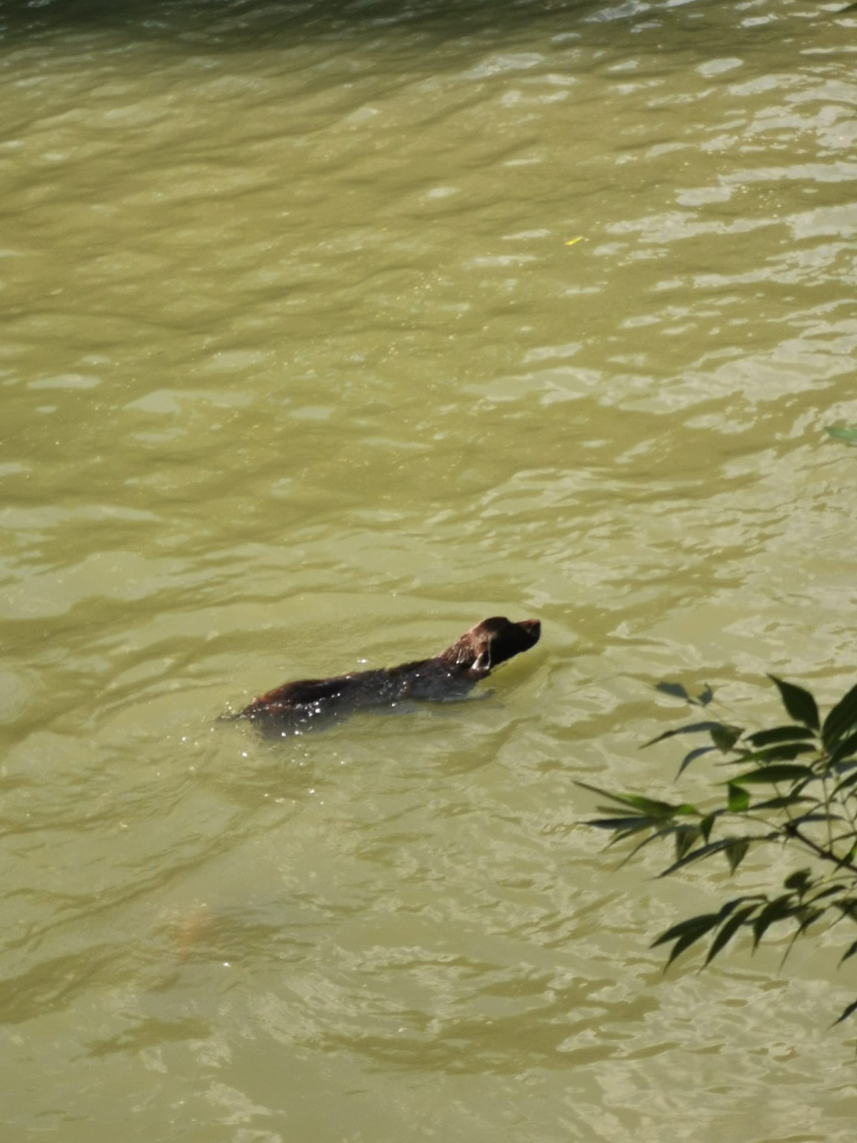 caine legat aruncat bega (7)