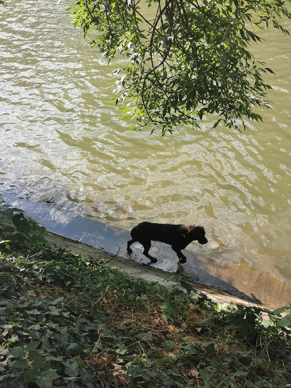 caine legat aruncat bega (10)