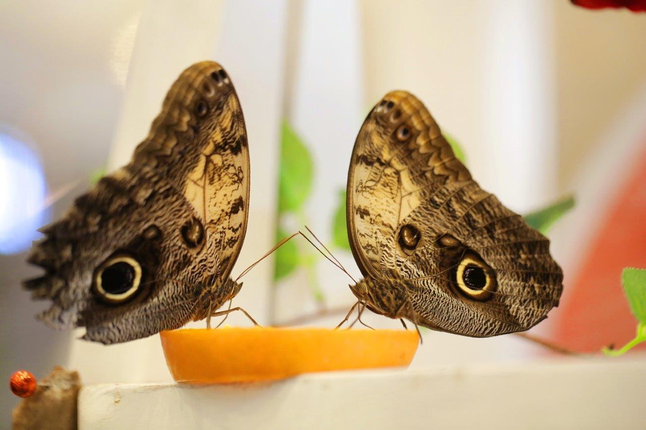 Iulius Town Timisoara (1)