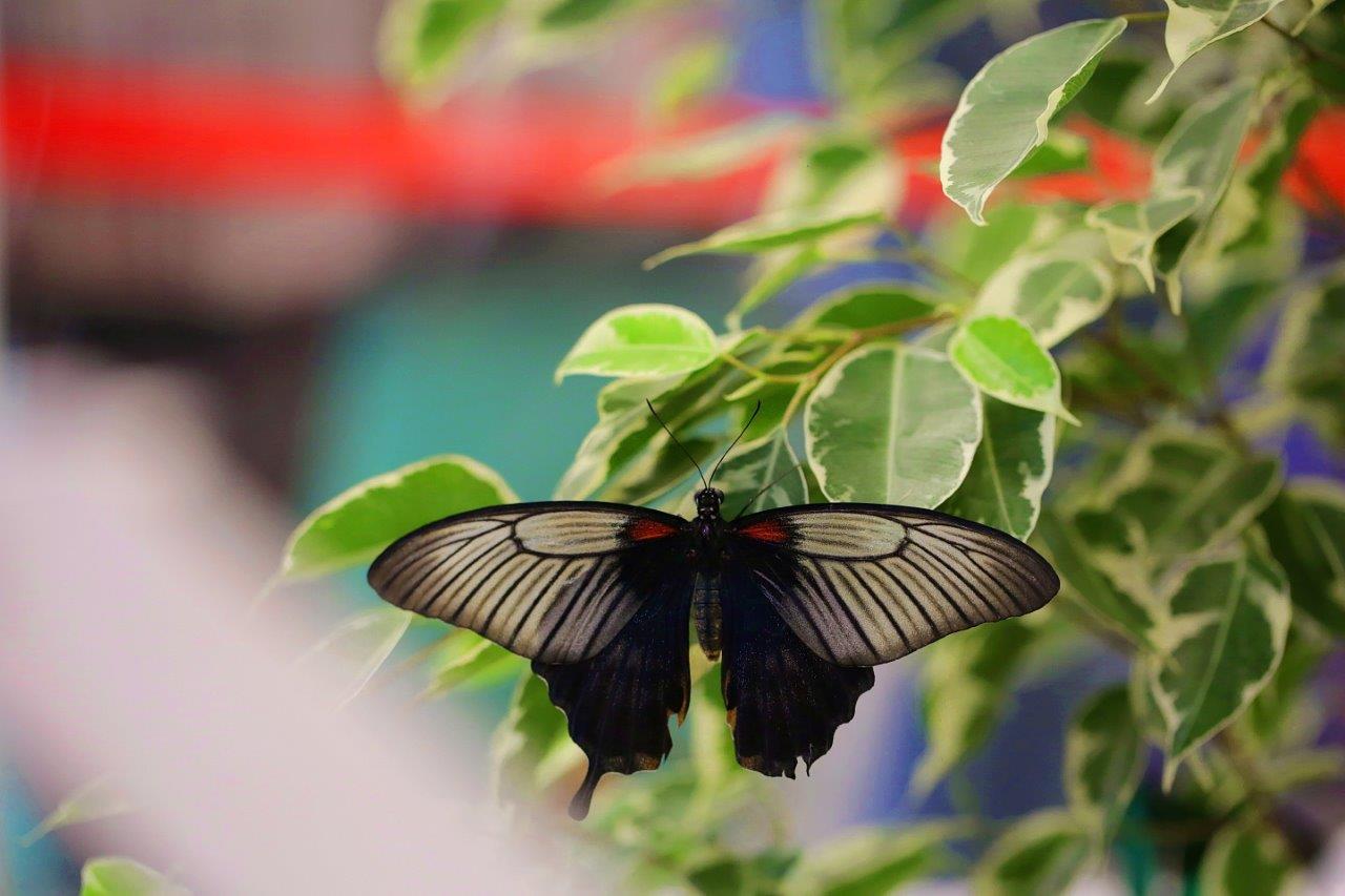 Iulius Town Timisoara (2)