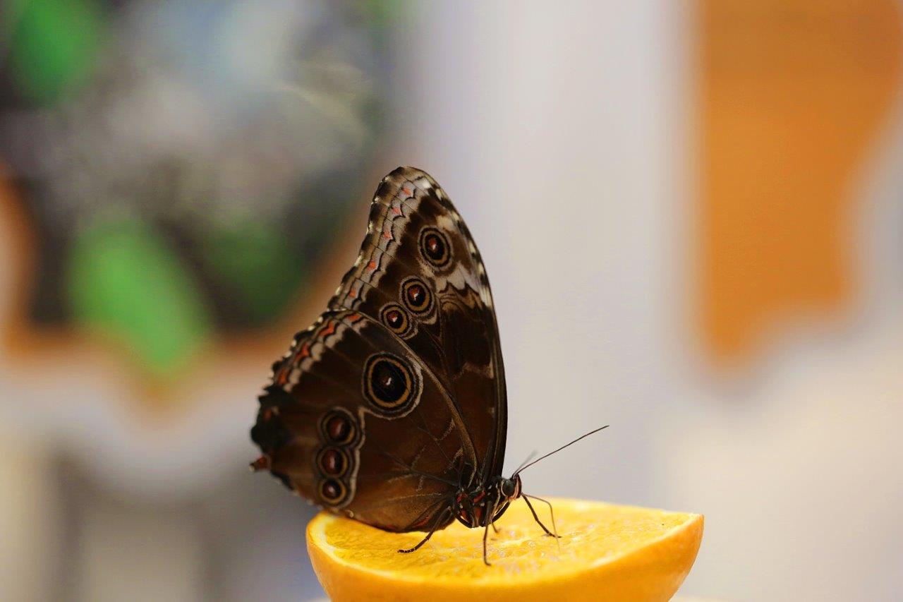 Iulius Town Timisoara (3)