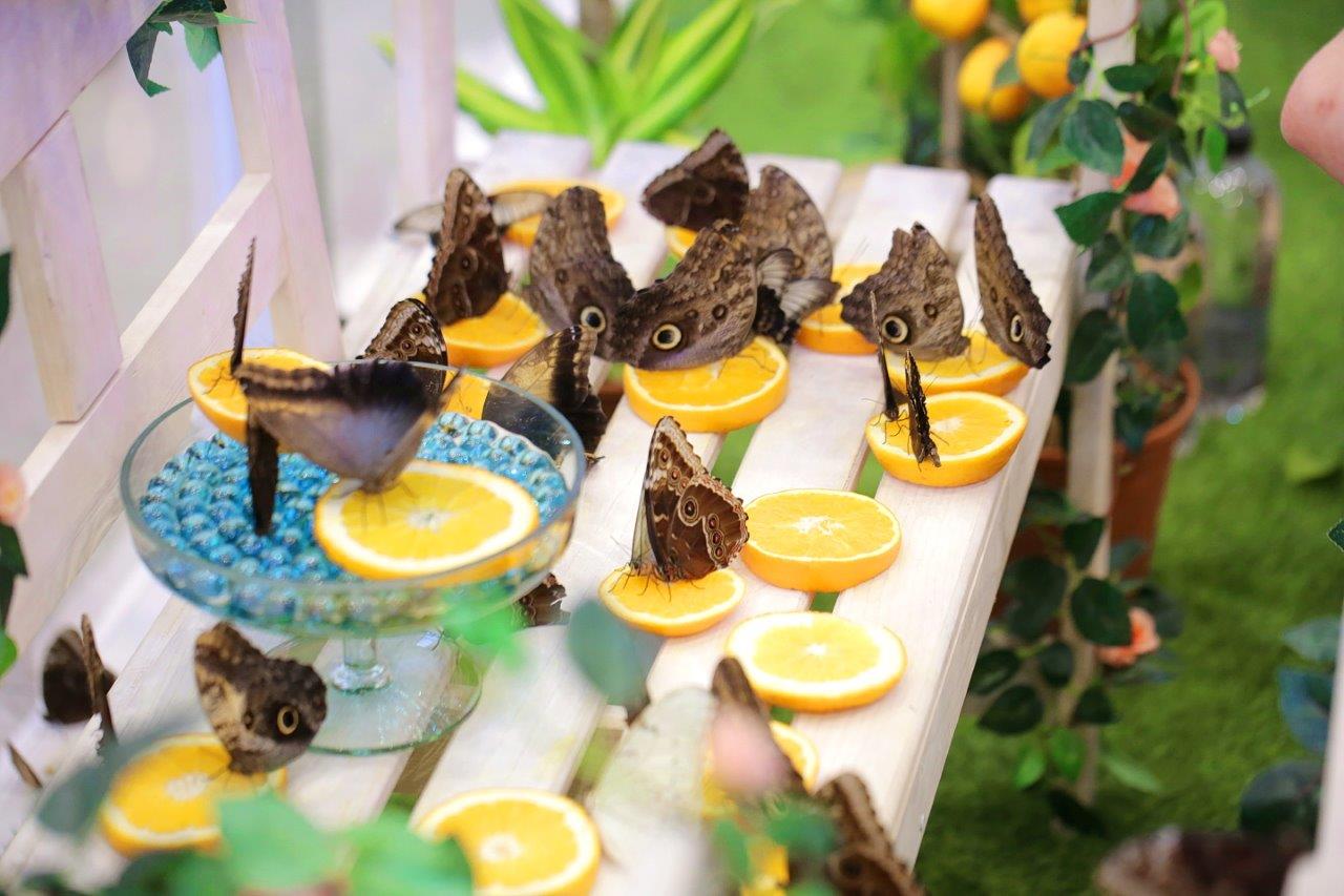 Iulius Town Timisoara (4)